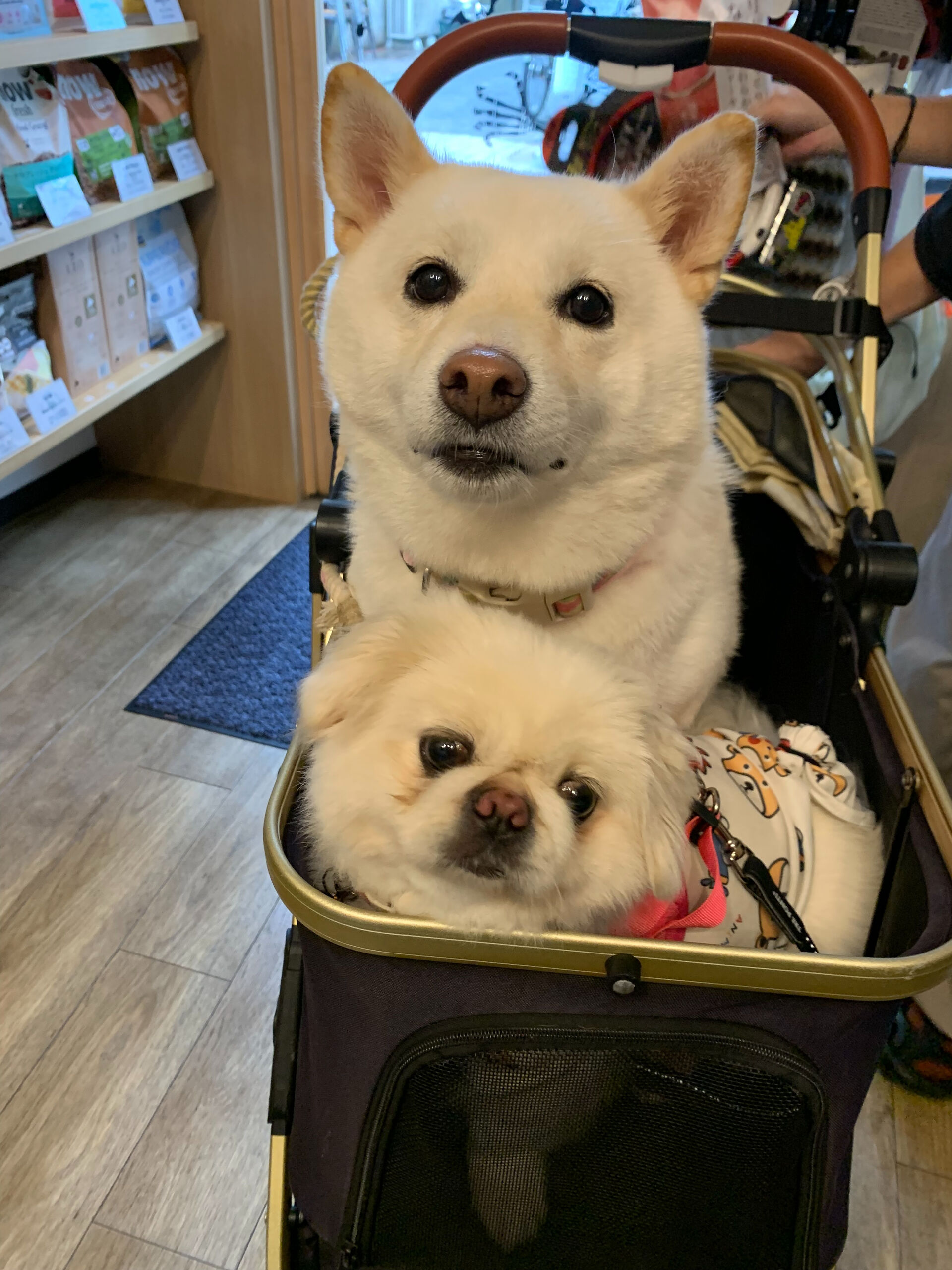 てんちゃん、ちゃむちゃんご来店ありがとうございます😊