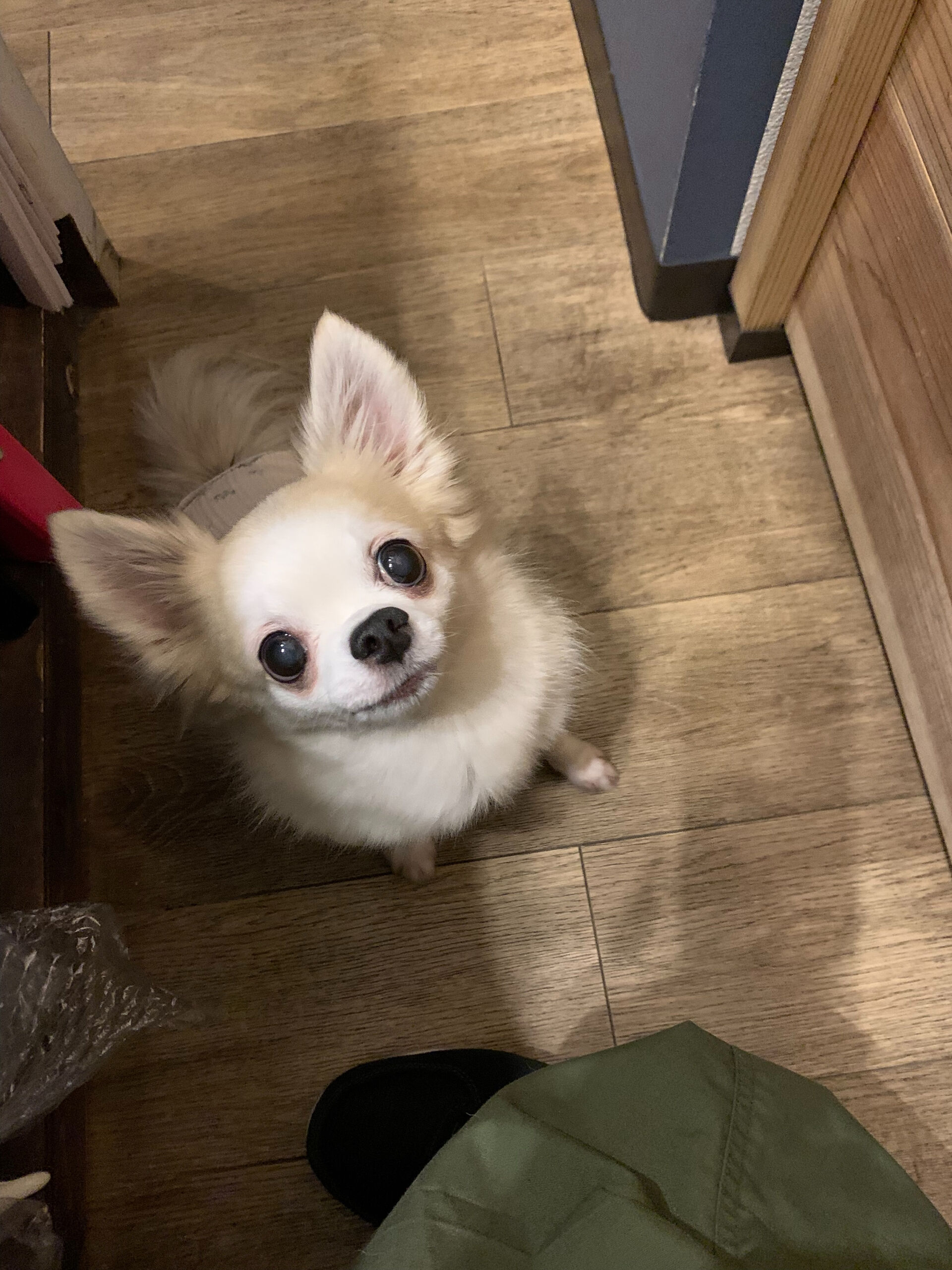 ここちゃんご来店ありがとうございます😊