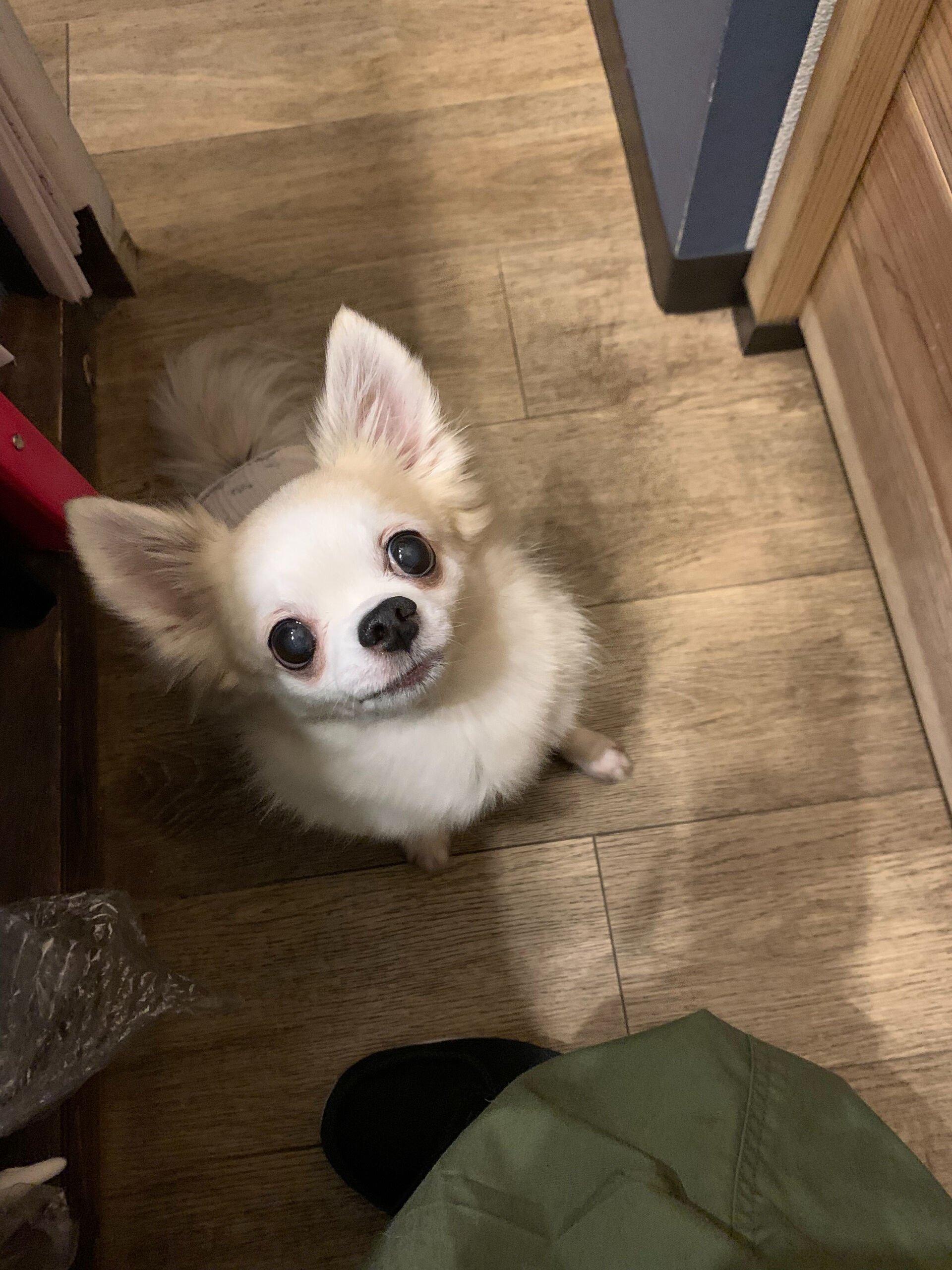 ここちゃんご来店ありがとうございます😊