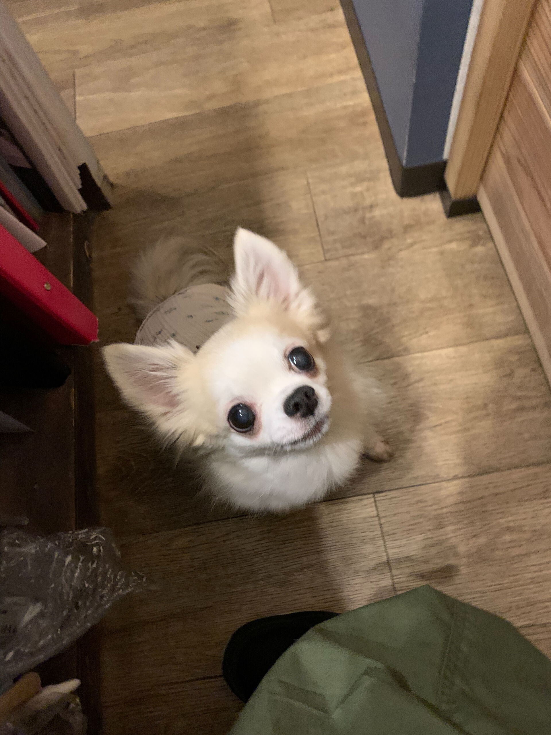 ここちゃんご来店ありがとうございます😊