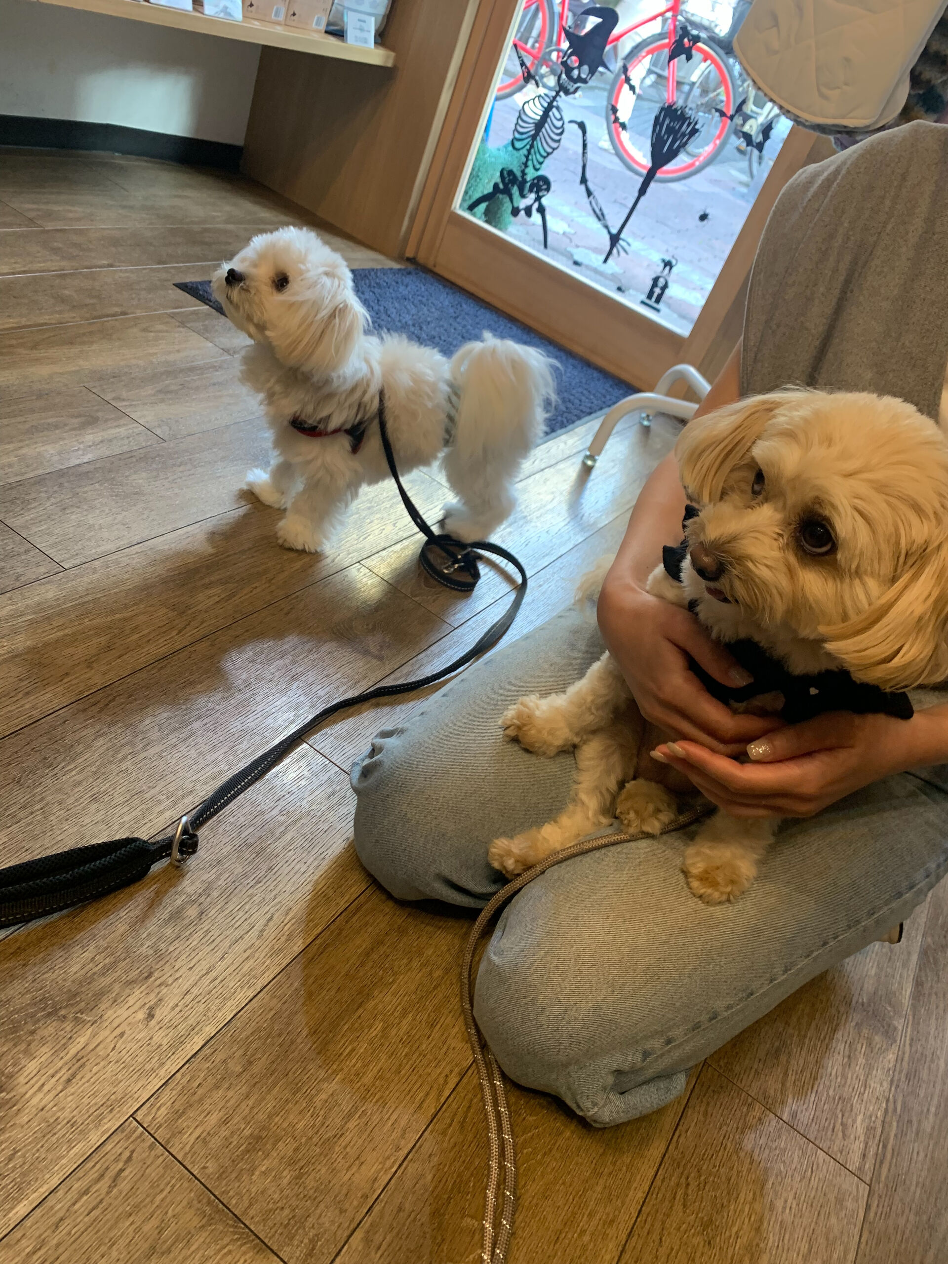 ウコちゃん、スコくんご来店ありがとうございます😊