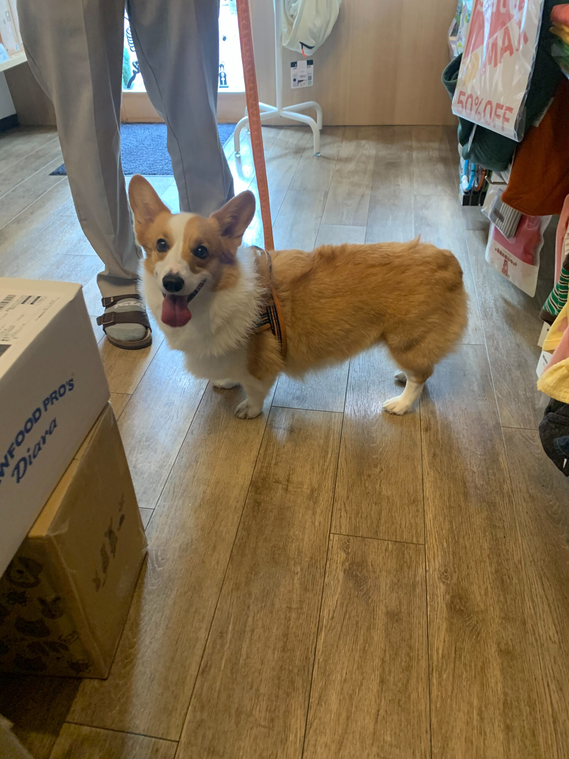 はなちゃんご来店ありがとうございます😊