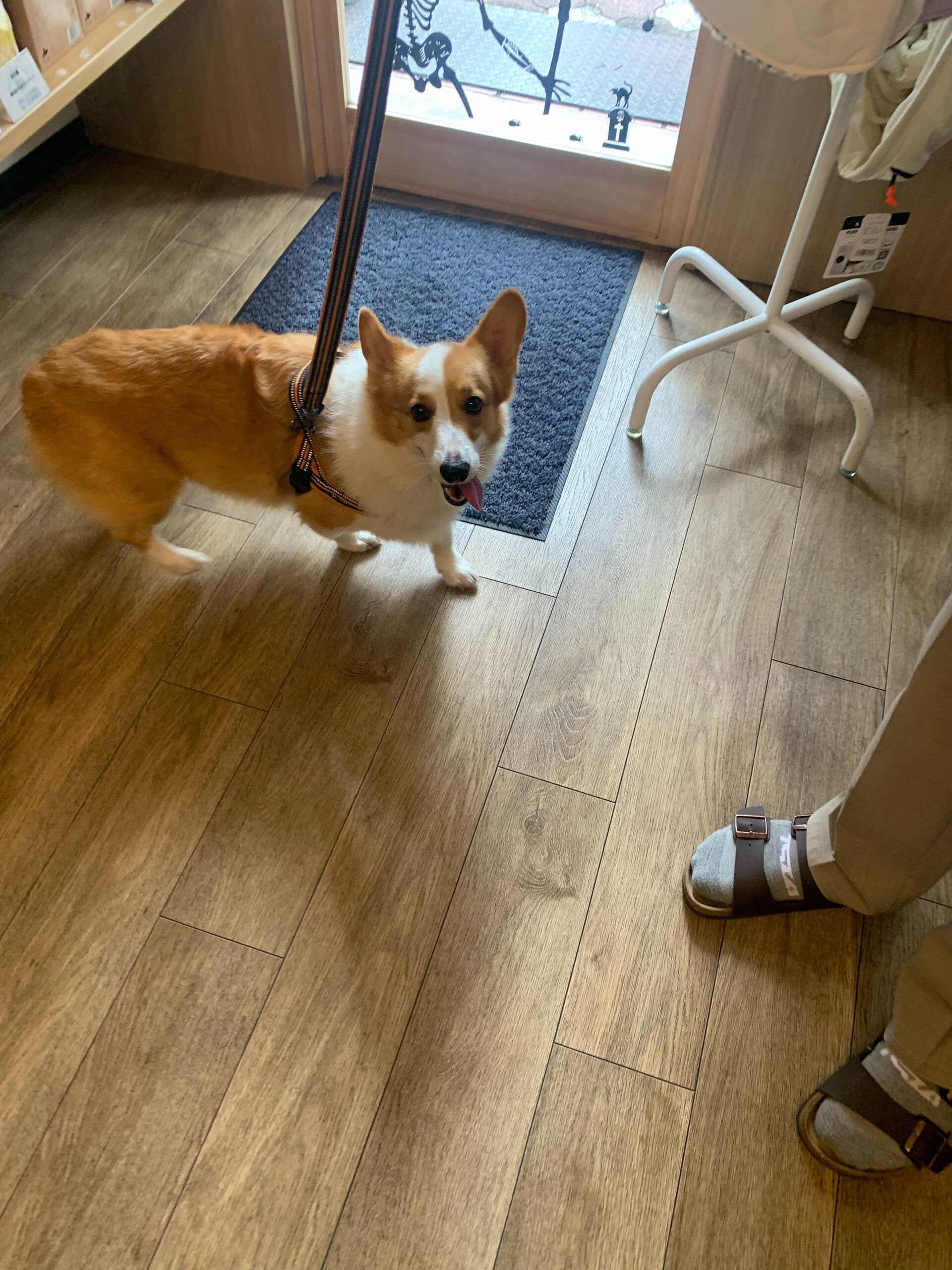 はなちゃんご来店ありがとうございます😊