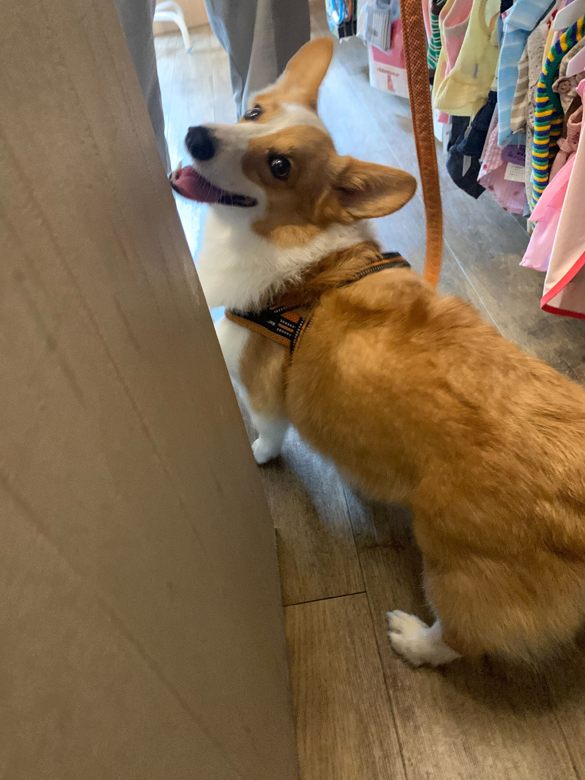 はなちゃんご来店ありがとうございます😊