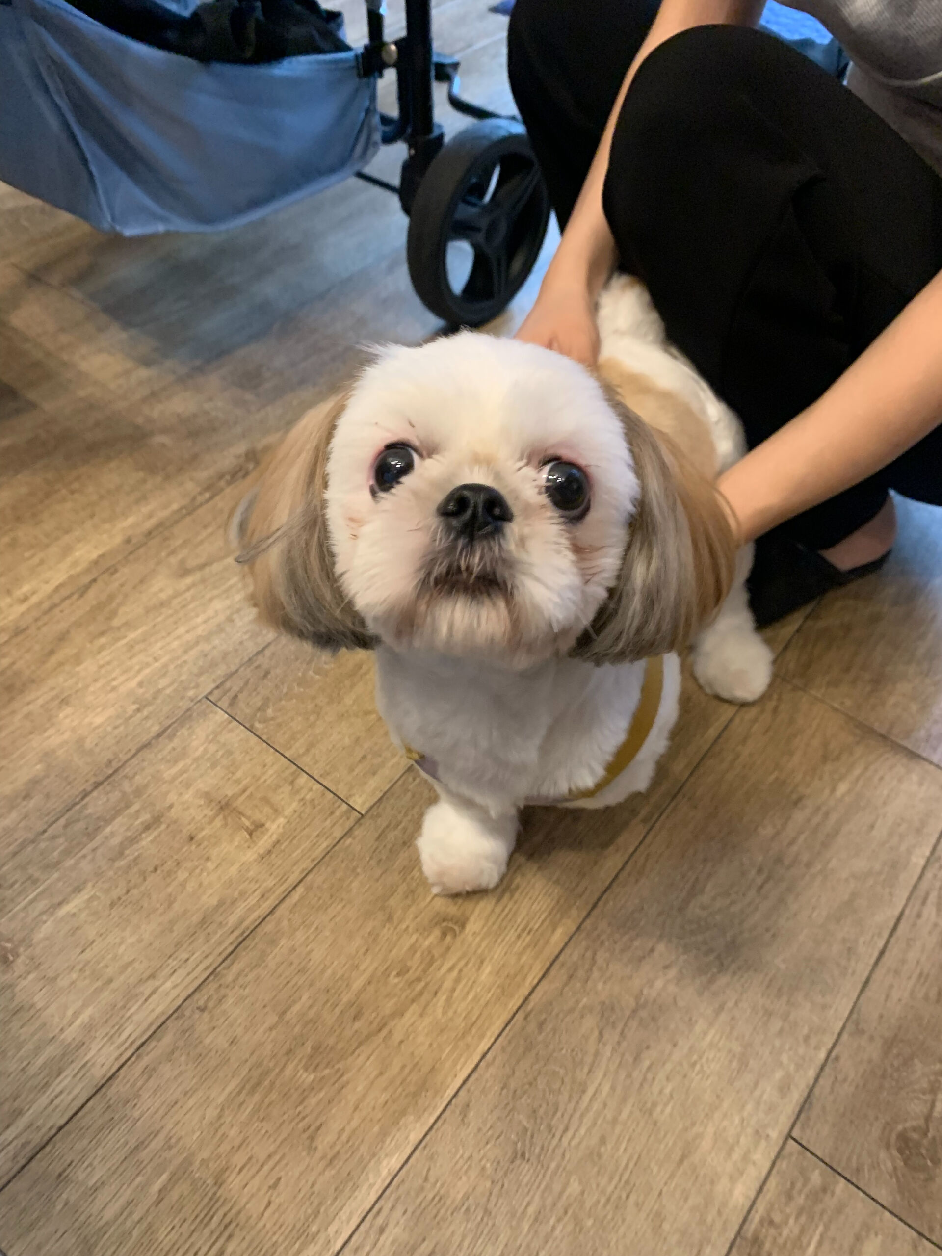 ハニーちゃんご来店ありがとうございます😊