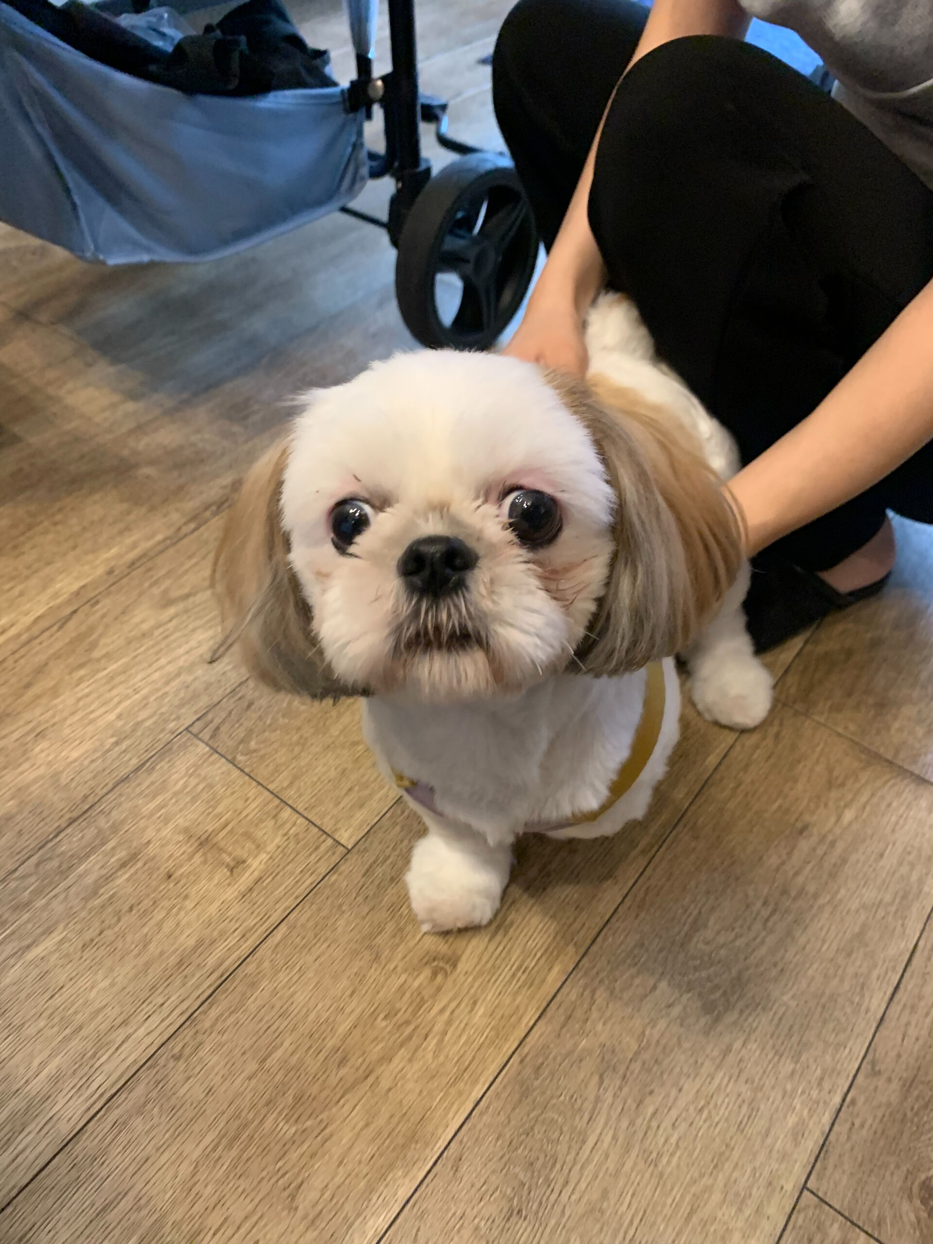 ハニーちゃんご来店ありがとうございます😊