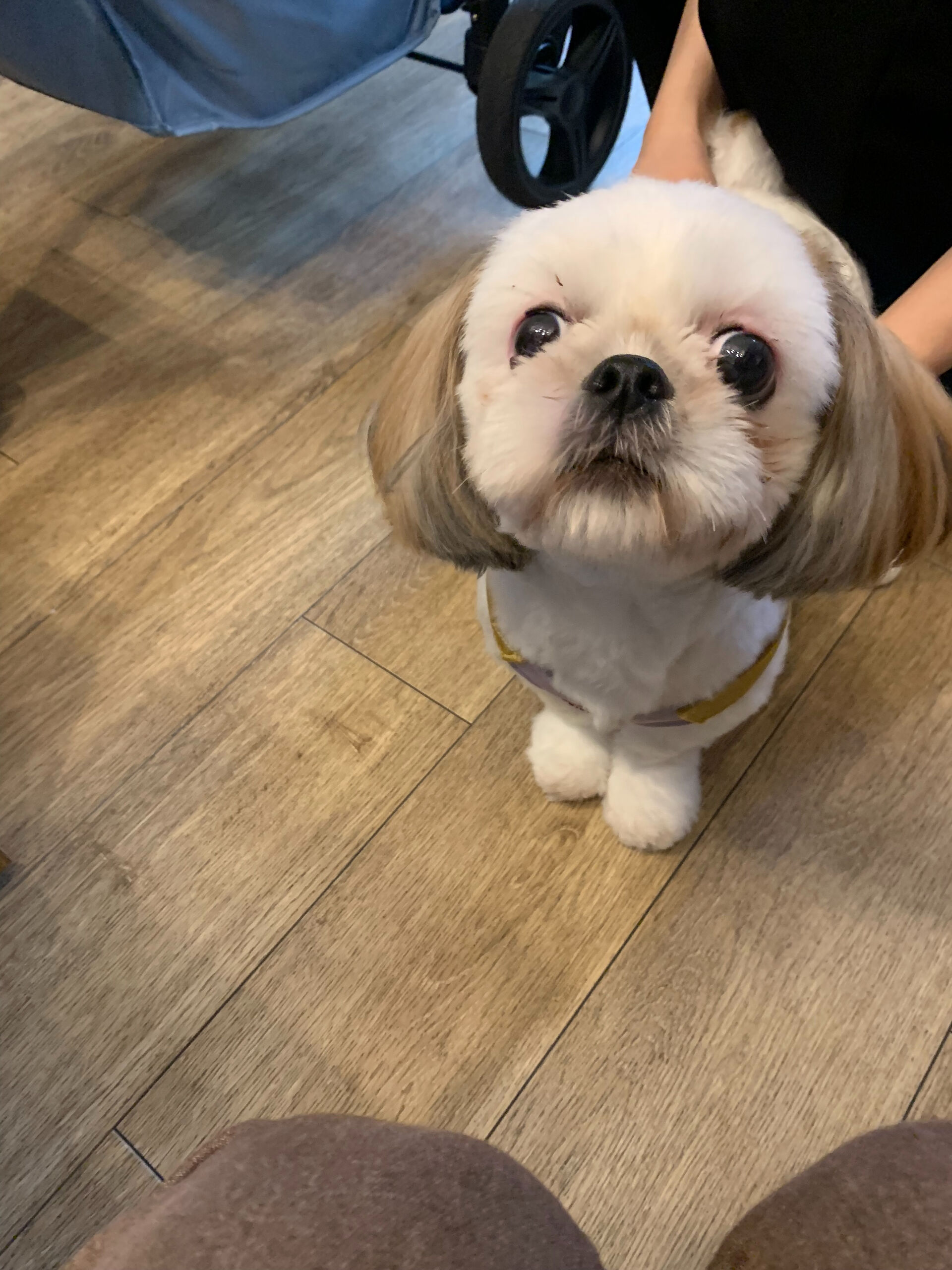ハニーちゃんご来店ありがとうございます😊