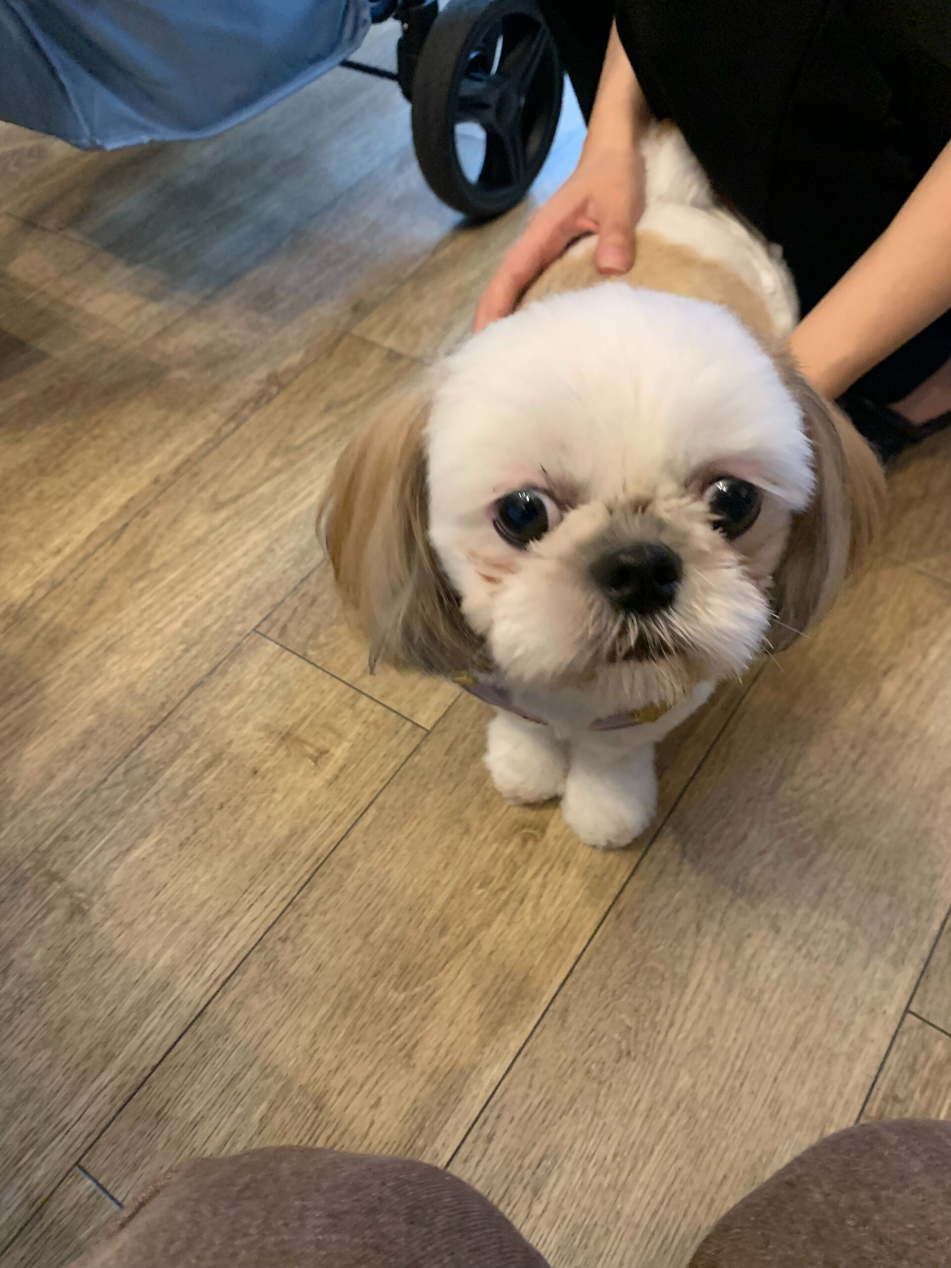 ハニーちゃんご来店ありがとうございます😊