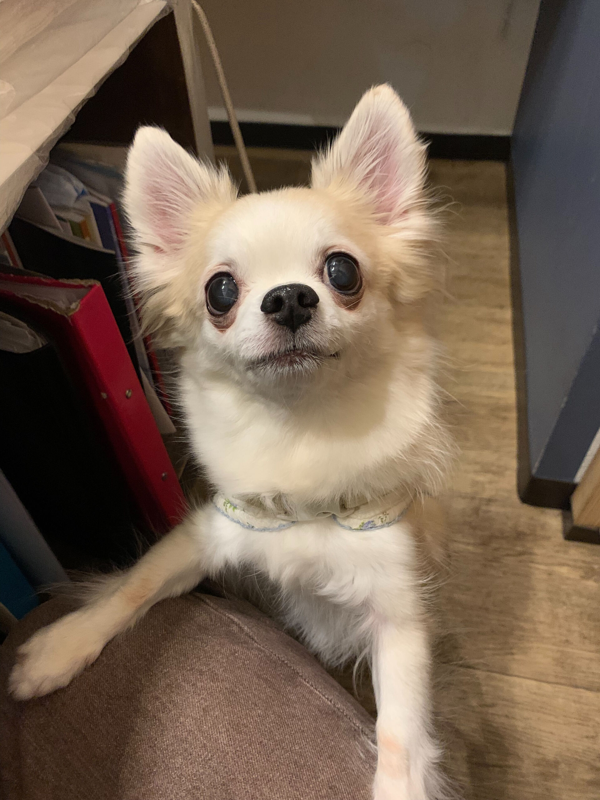 本日の大トリは、ここちゃんでしたー✨