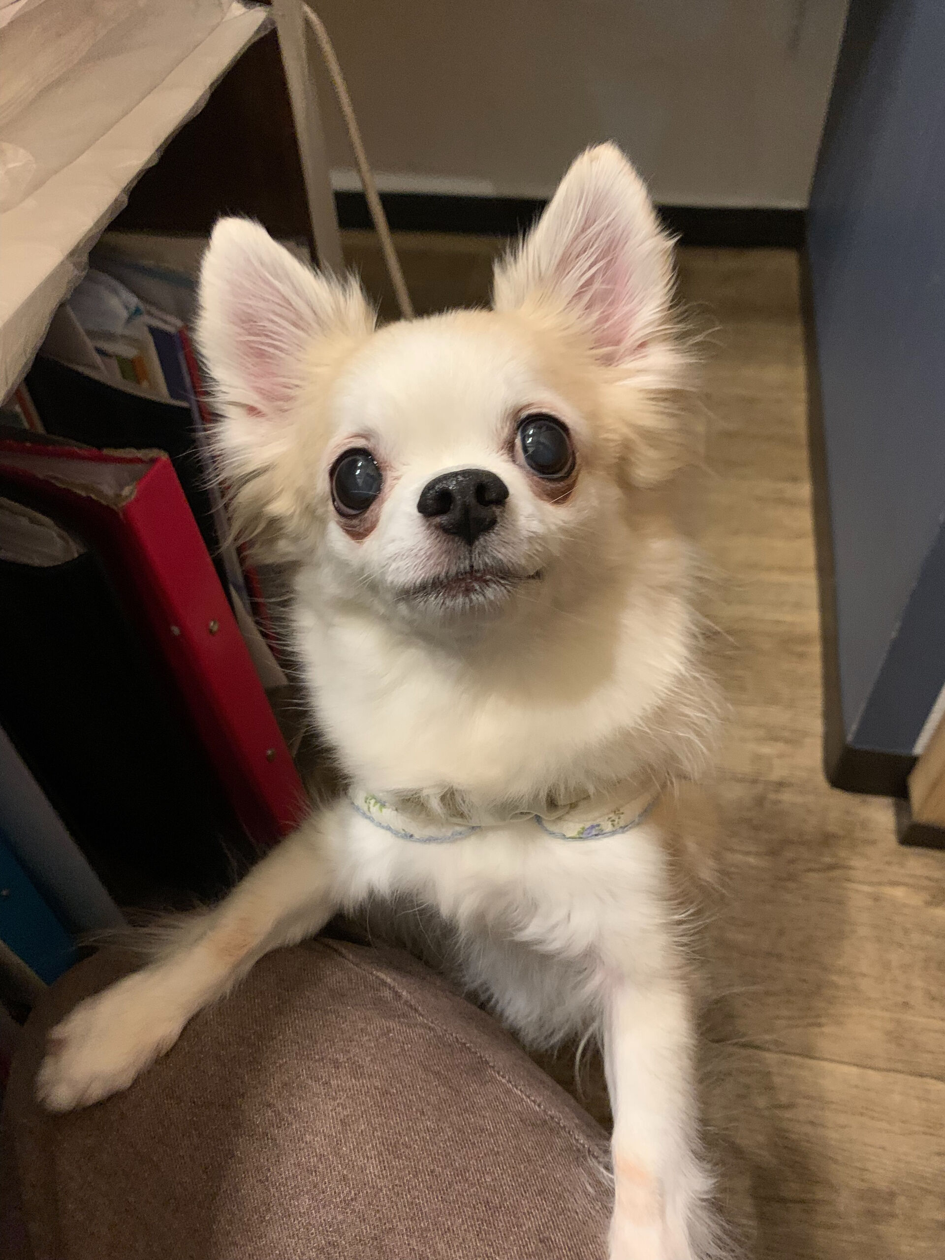 本日の大トリは、ここちゃんでしたー✨