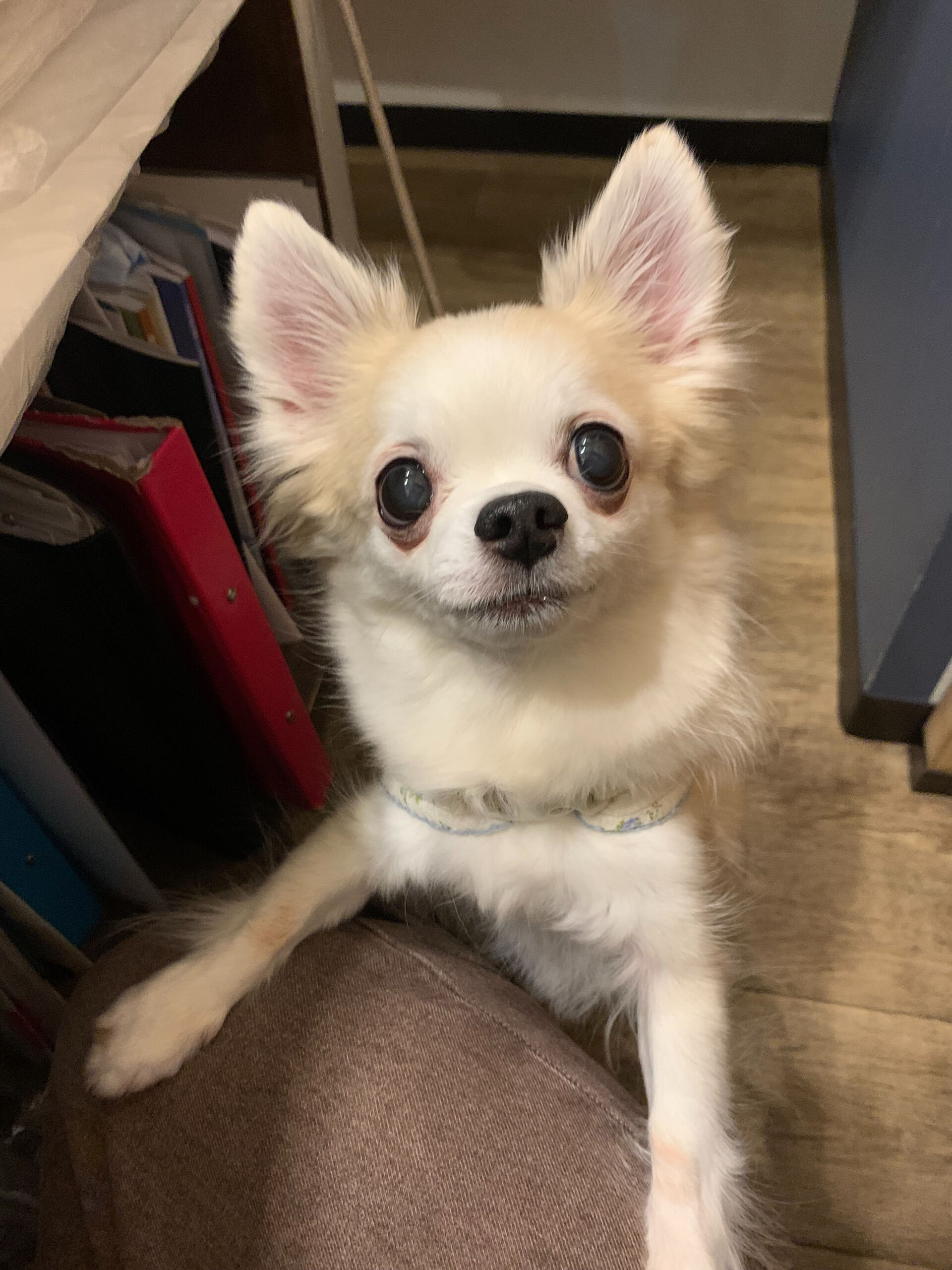 本日の大トリは、ここちゃんでしたー✨