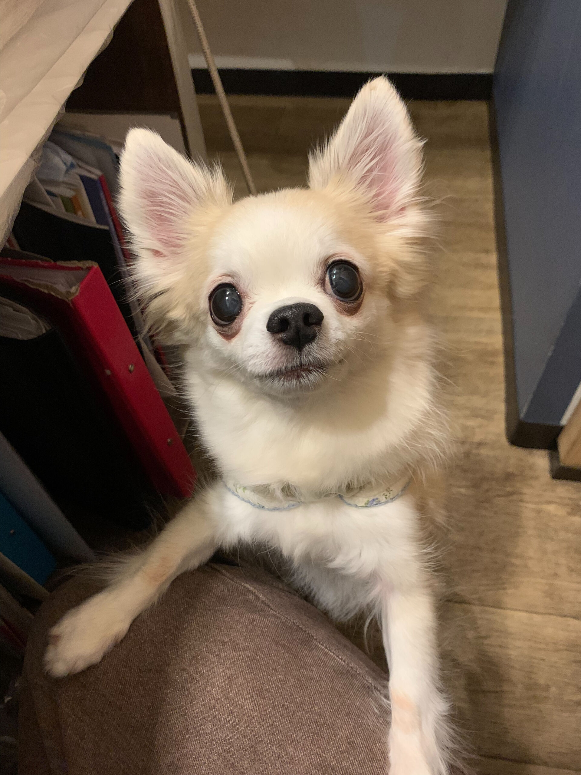 本日の大トリは、ここちゃんでしたー✨