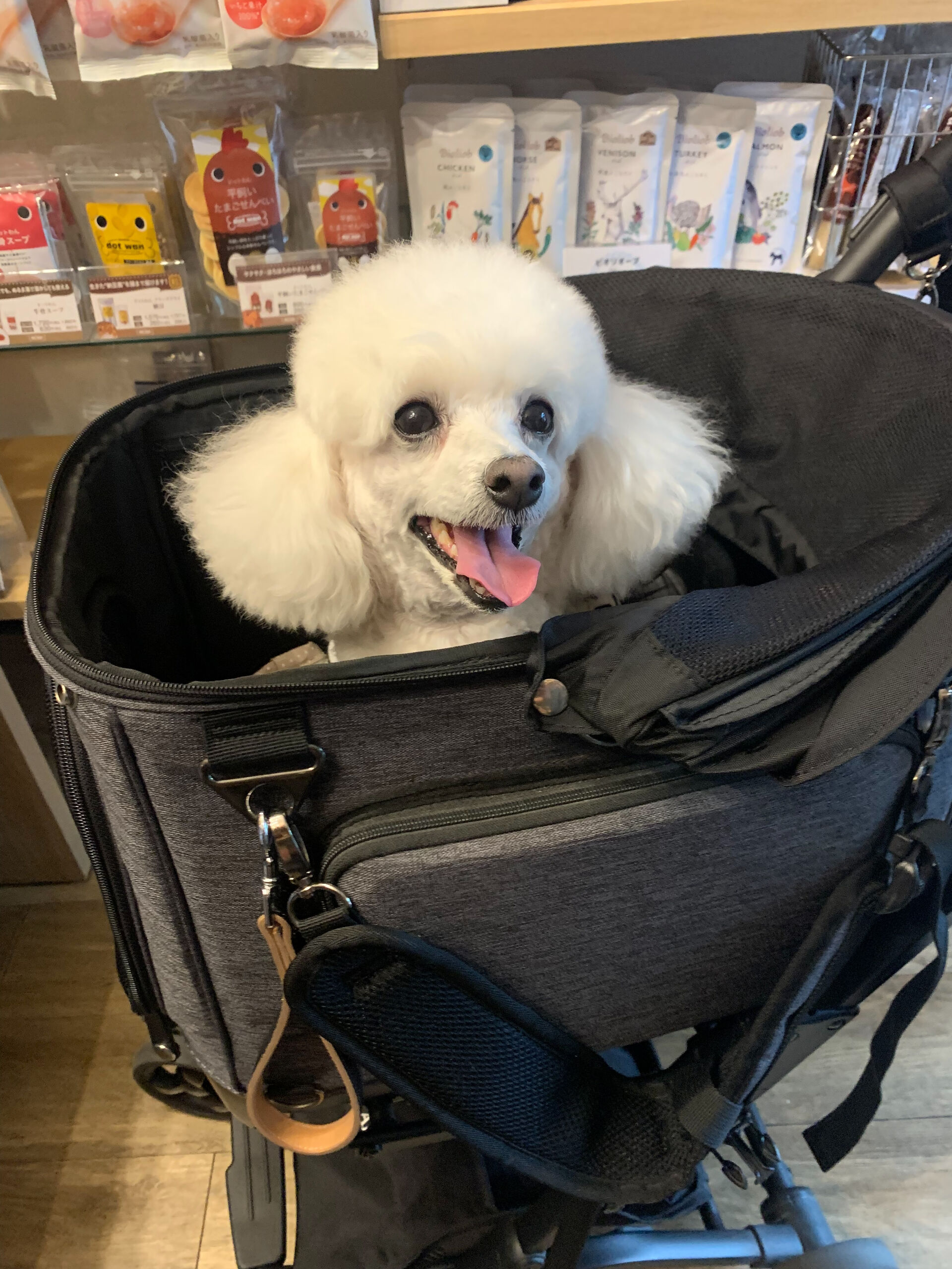 ポンスちゃんご来店ありがとうございます😊