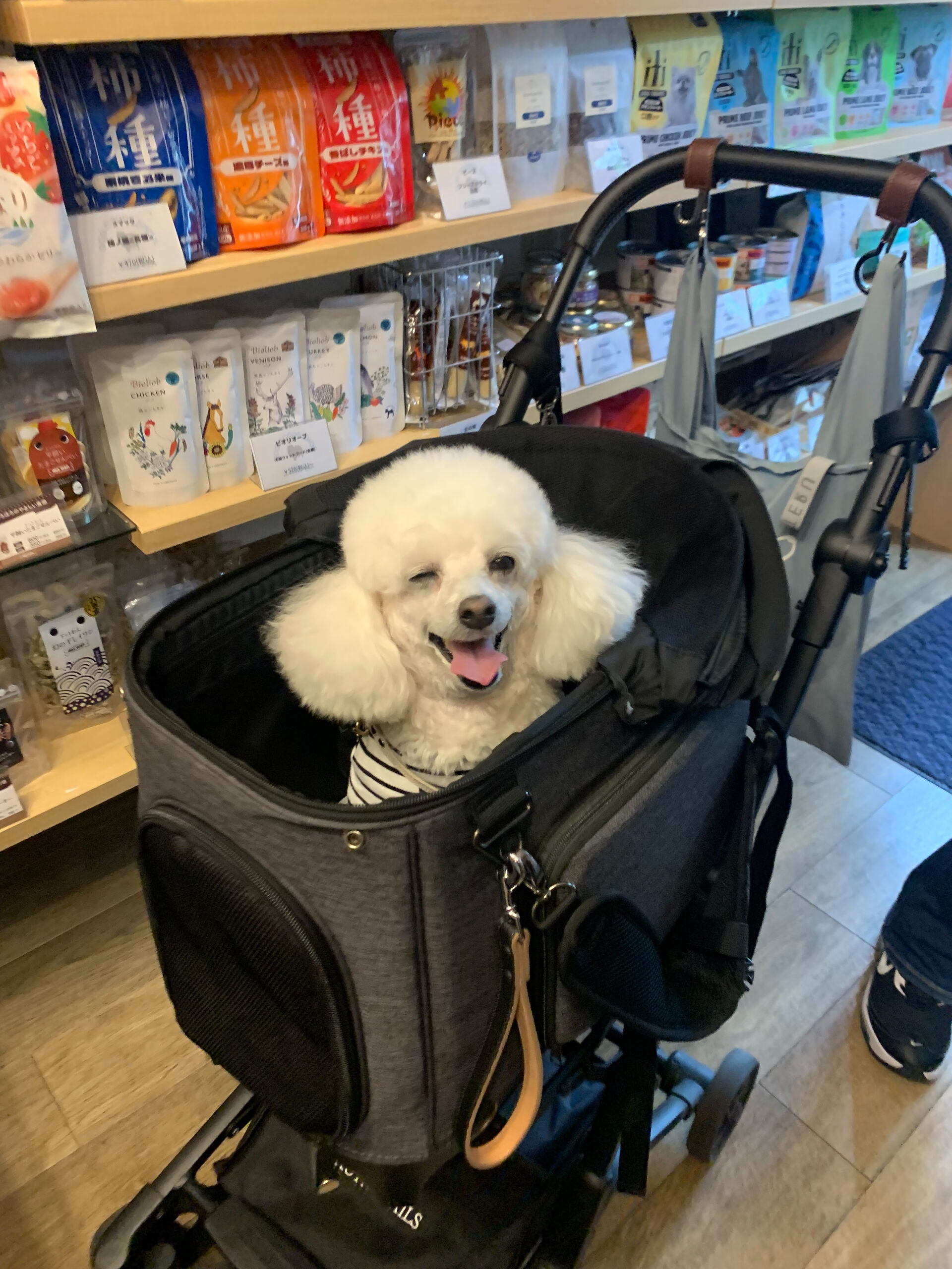 ポンスちゃんご来店ありがとうございます😊