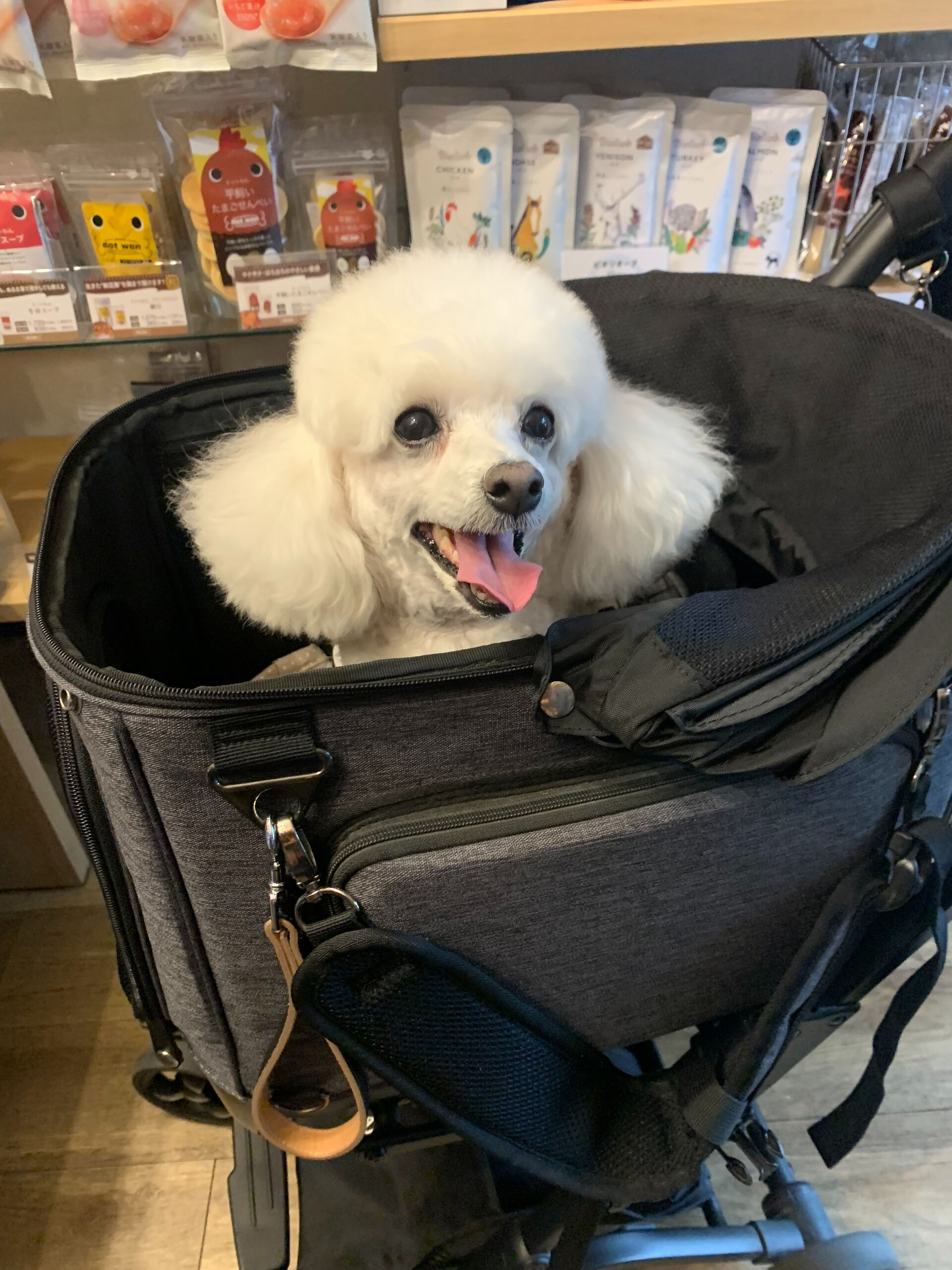ポンスちゃんご来店ありがとうございます😊
