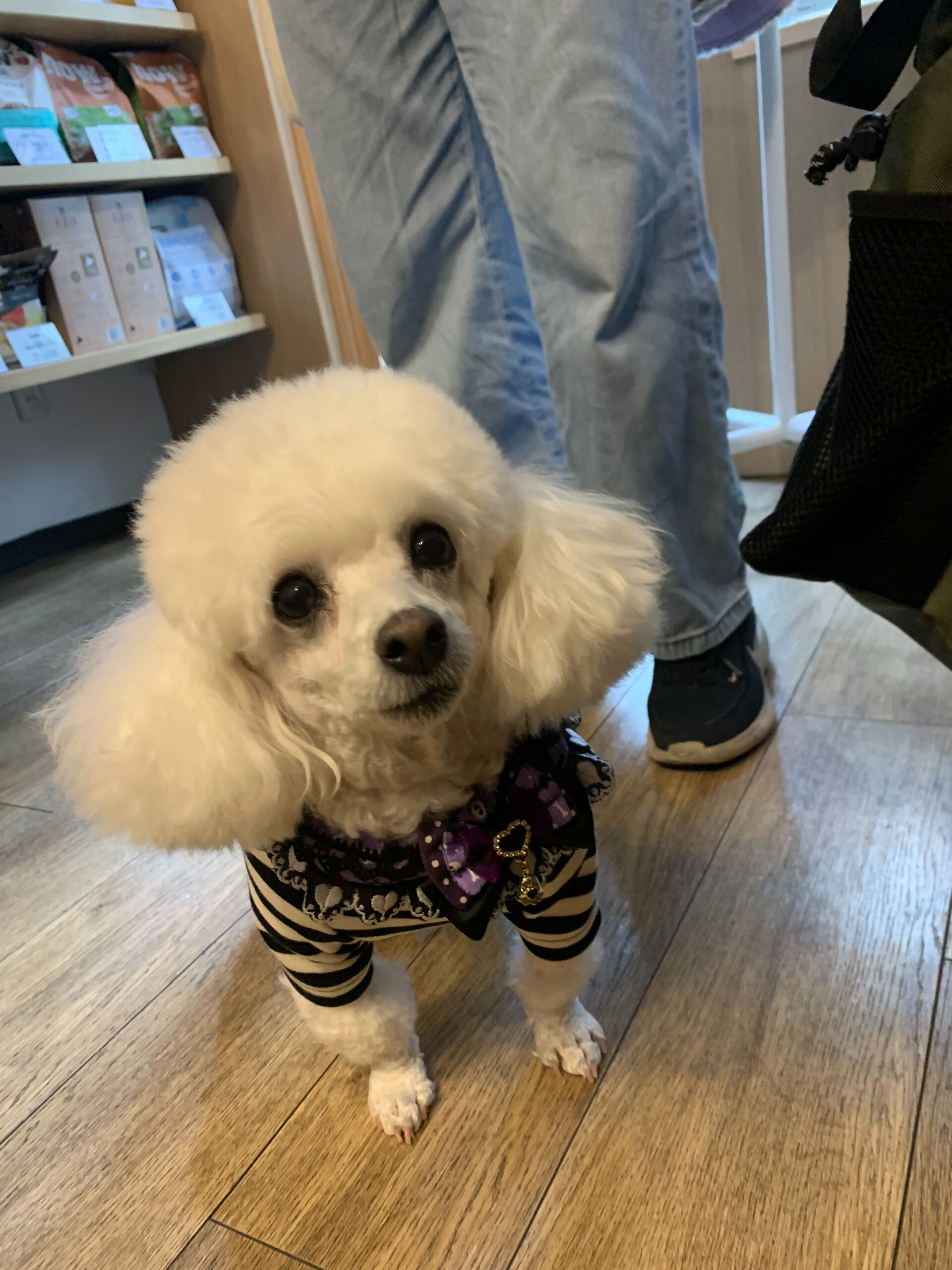 ポンスちゃんご来店ありがとうございます😊