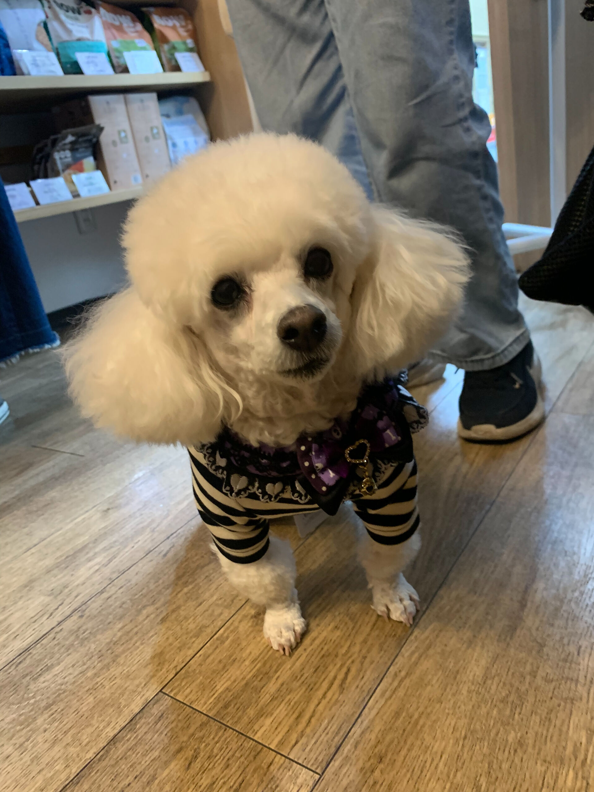 ポンスちゃんご来店ありがとうございます😊
