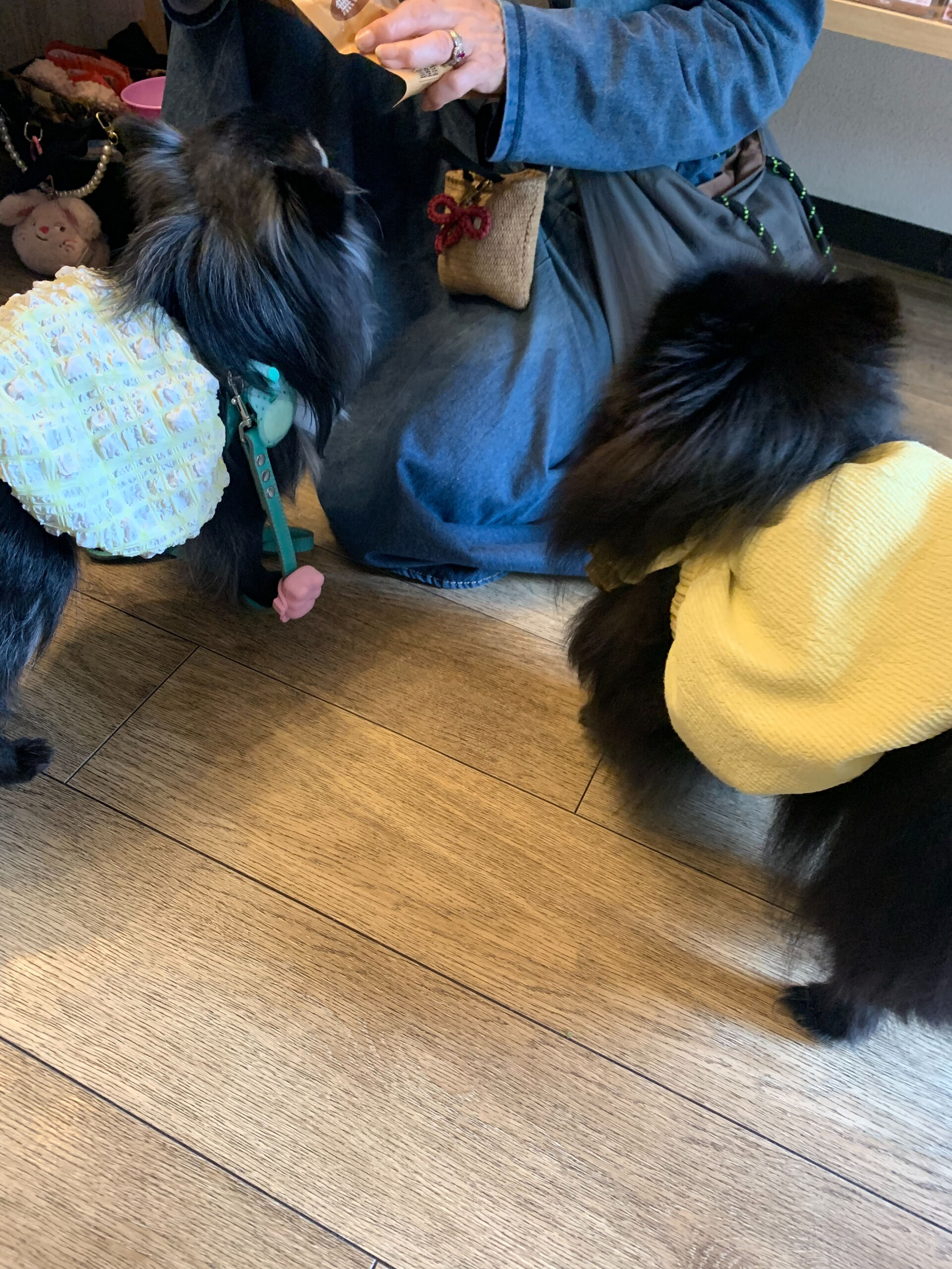 ラナちゃんご来店ありがとうございます😊