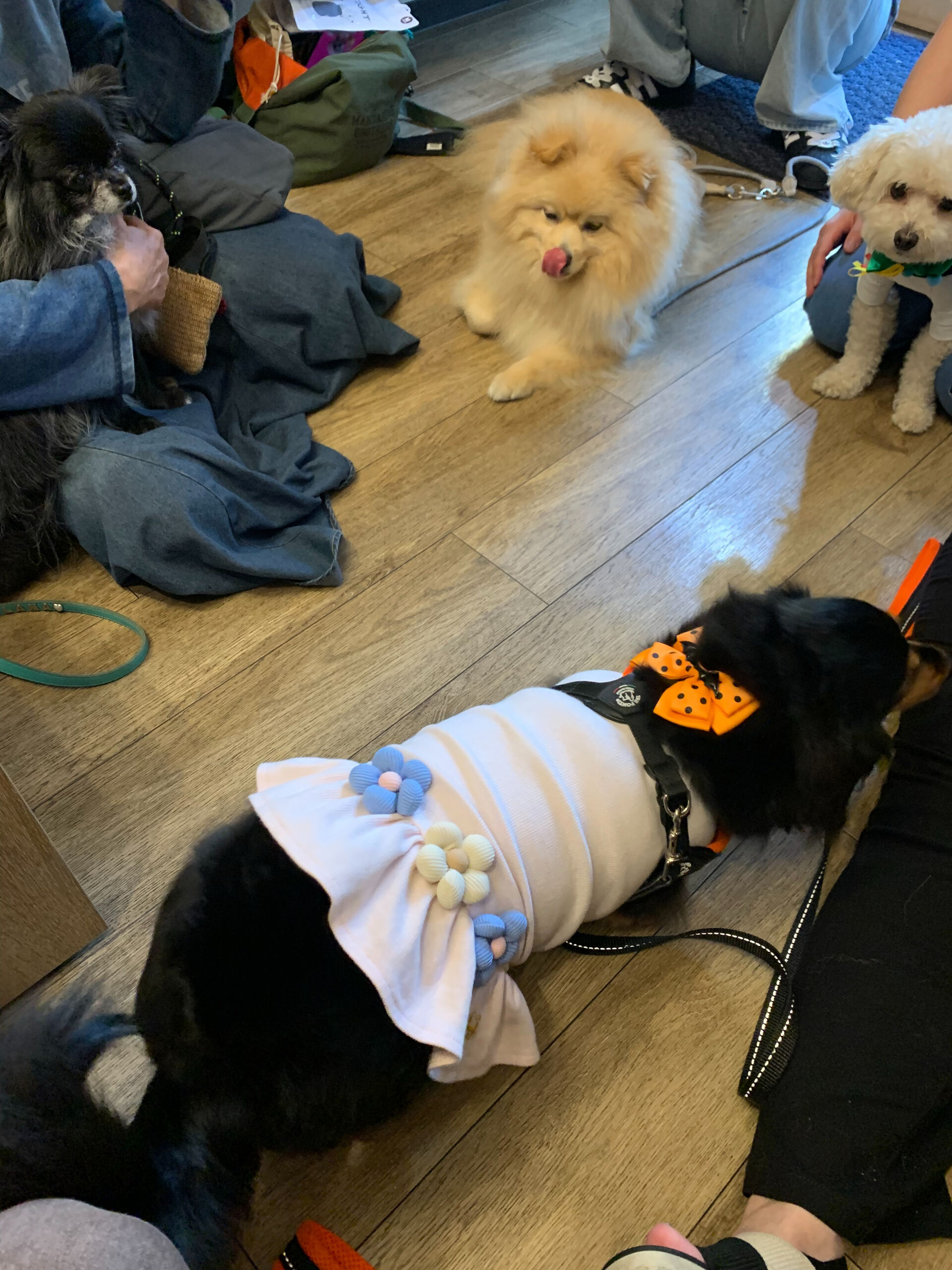 プーマくん、テディくん、倖ちゃん、福ちゃんご来店ありがとうご