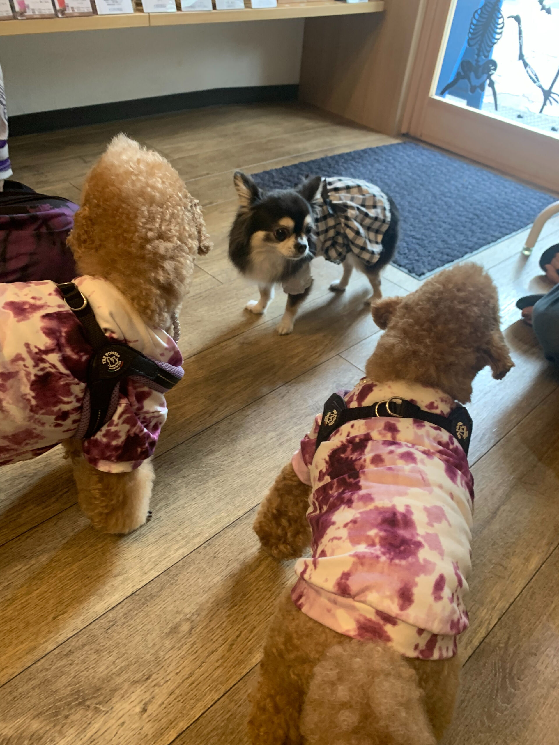 ティアくん、レオくん、こはるちゃんご来店ありがとうございます