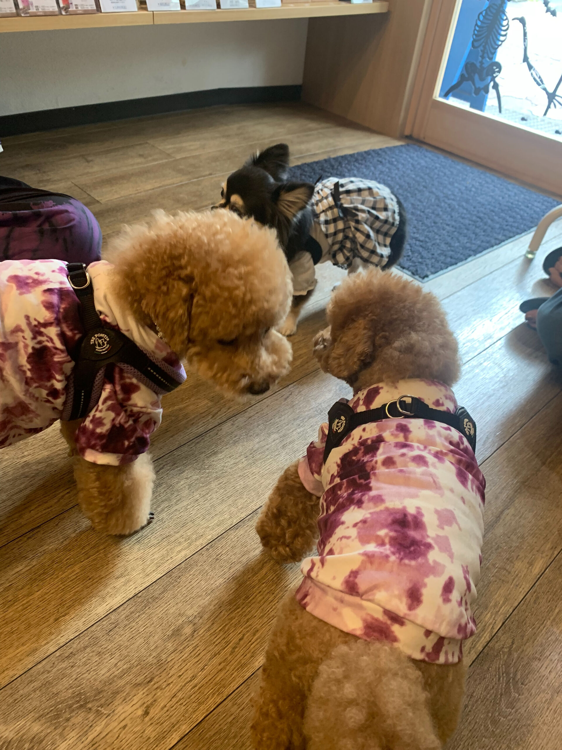 ティアくん、レオくん、こはるちゃんご来店ありがとうございます