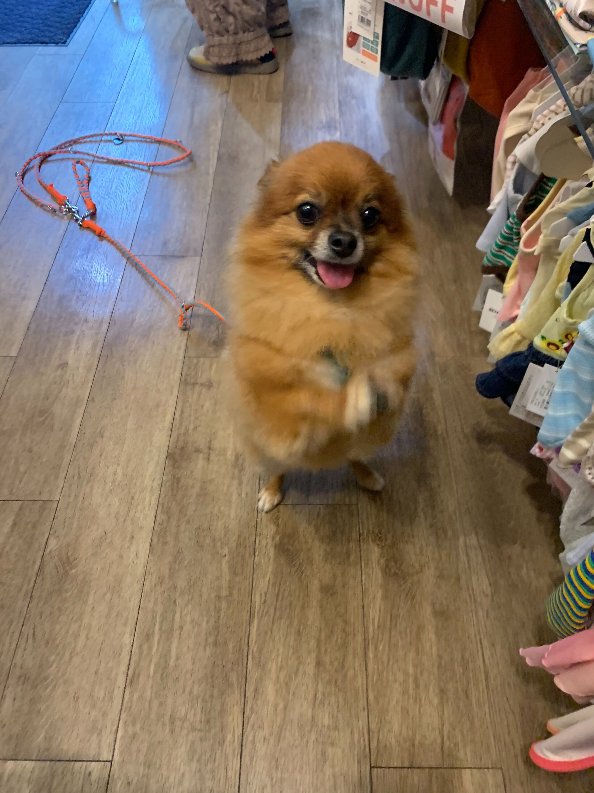 こてつくんご来店ありがとうございます😊