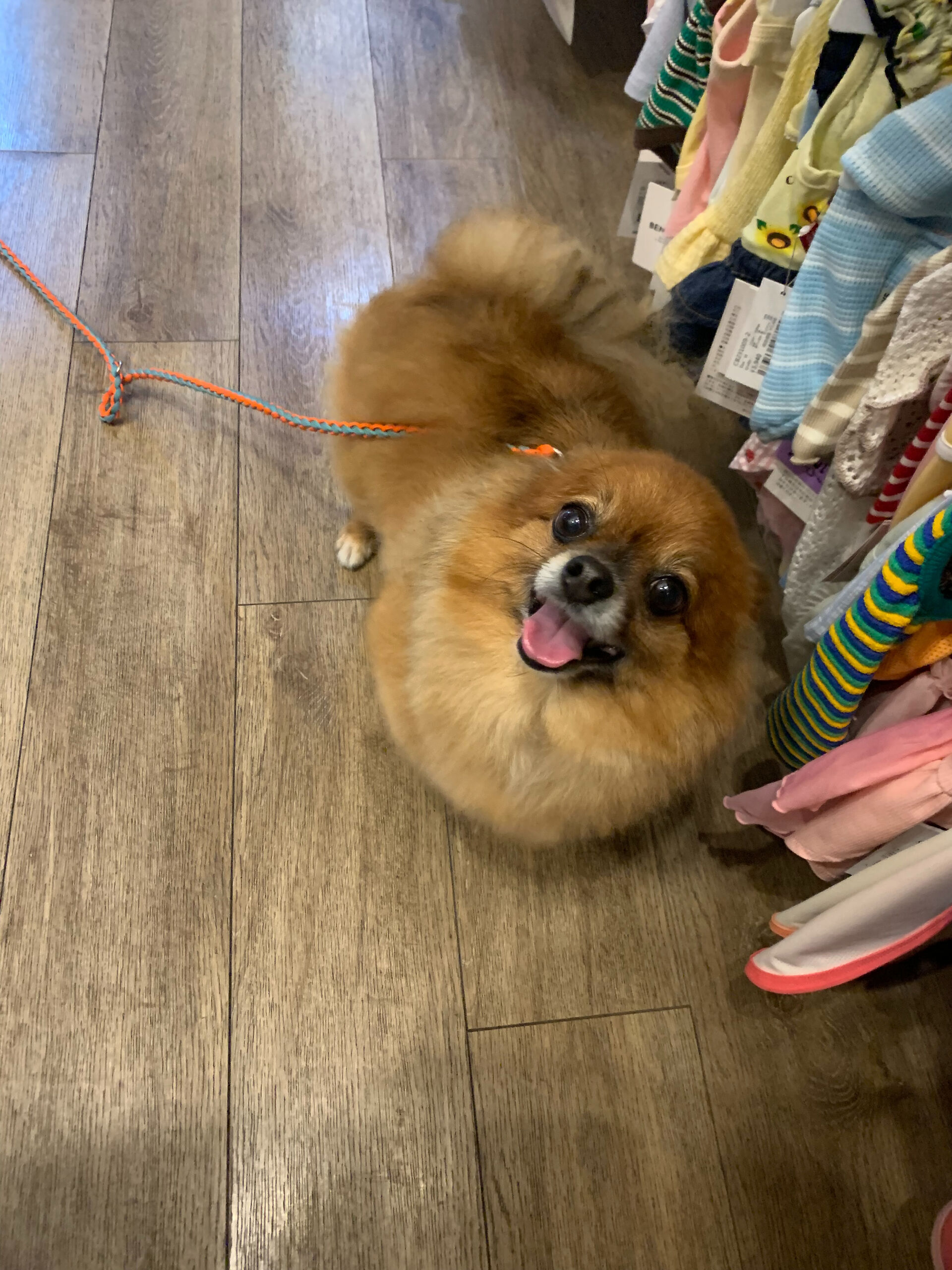 こてつくんご来店ありがとうございます😊