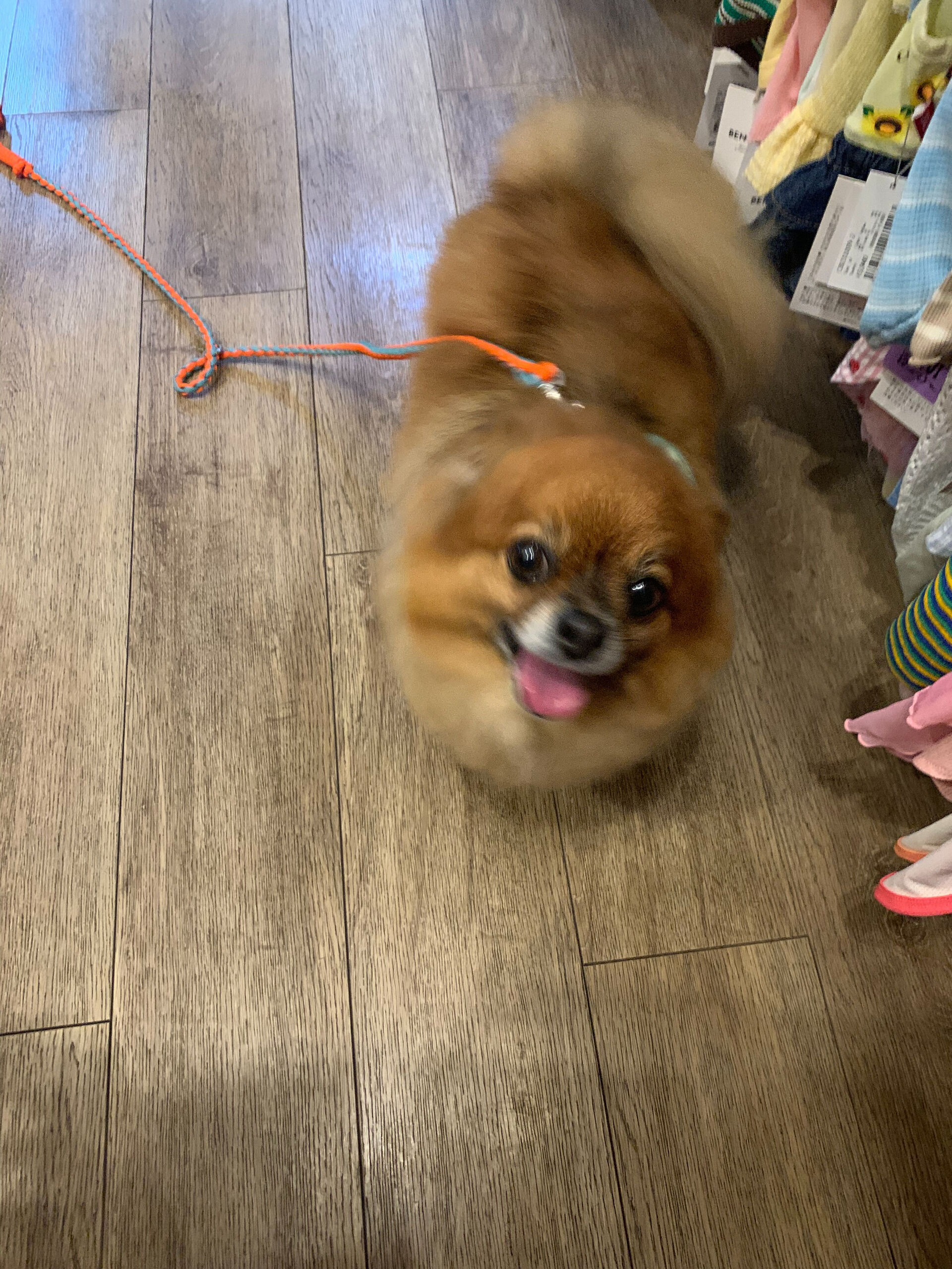 こてつくんご来店ありがとうございます😊