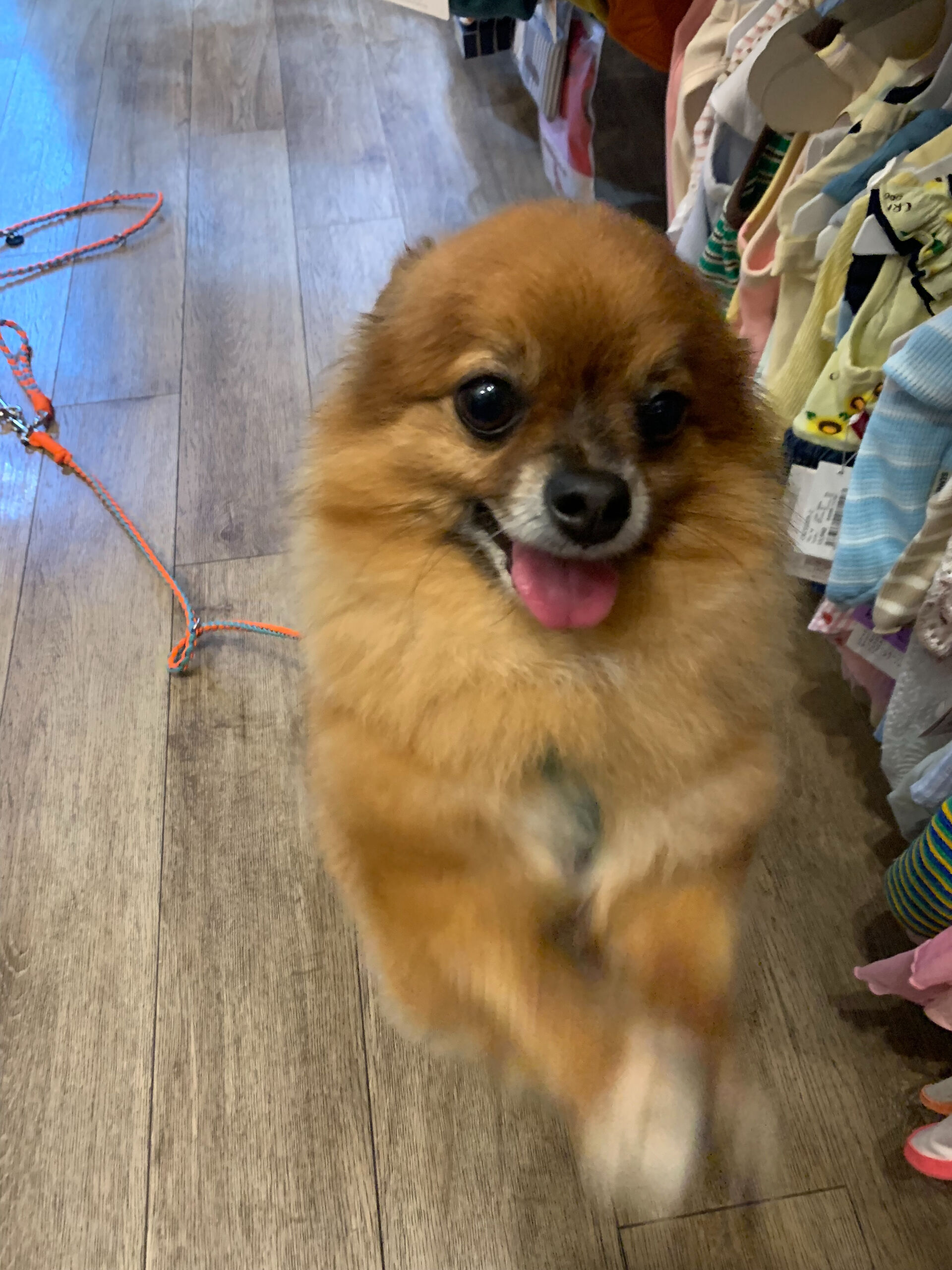 こてつくんご来店ありがとうございます😊