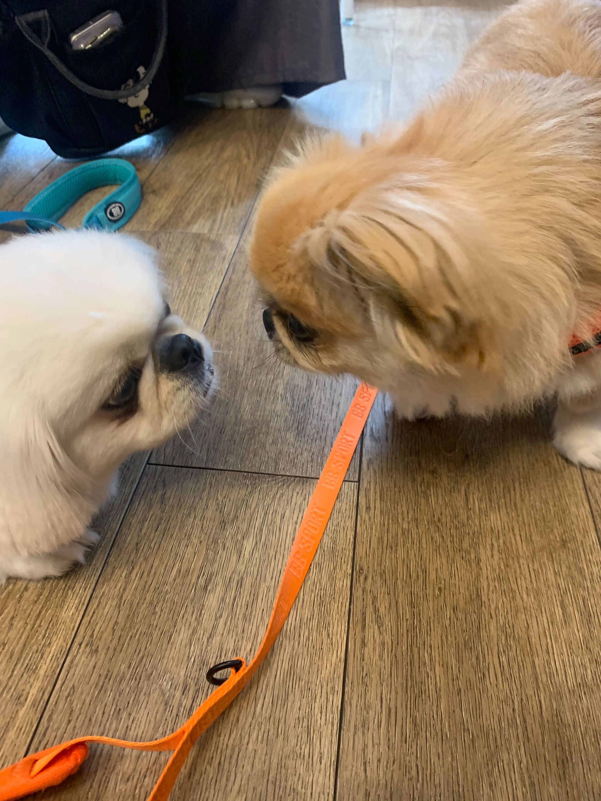 ハルくん、ナツくんご来店ありがとうございます😊