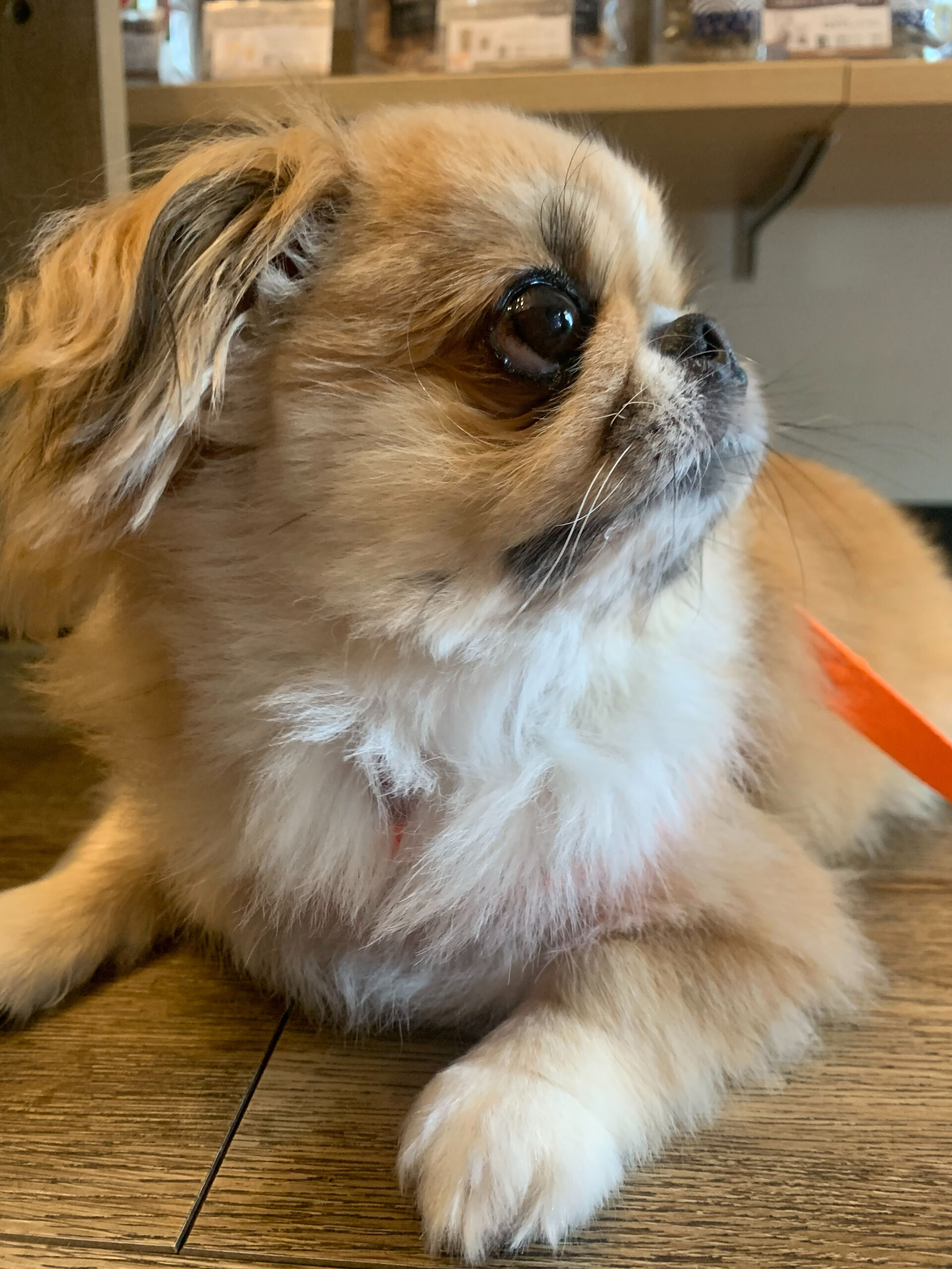 ハルくん、ナツくんご来店ありがとうございます😊