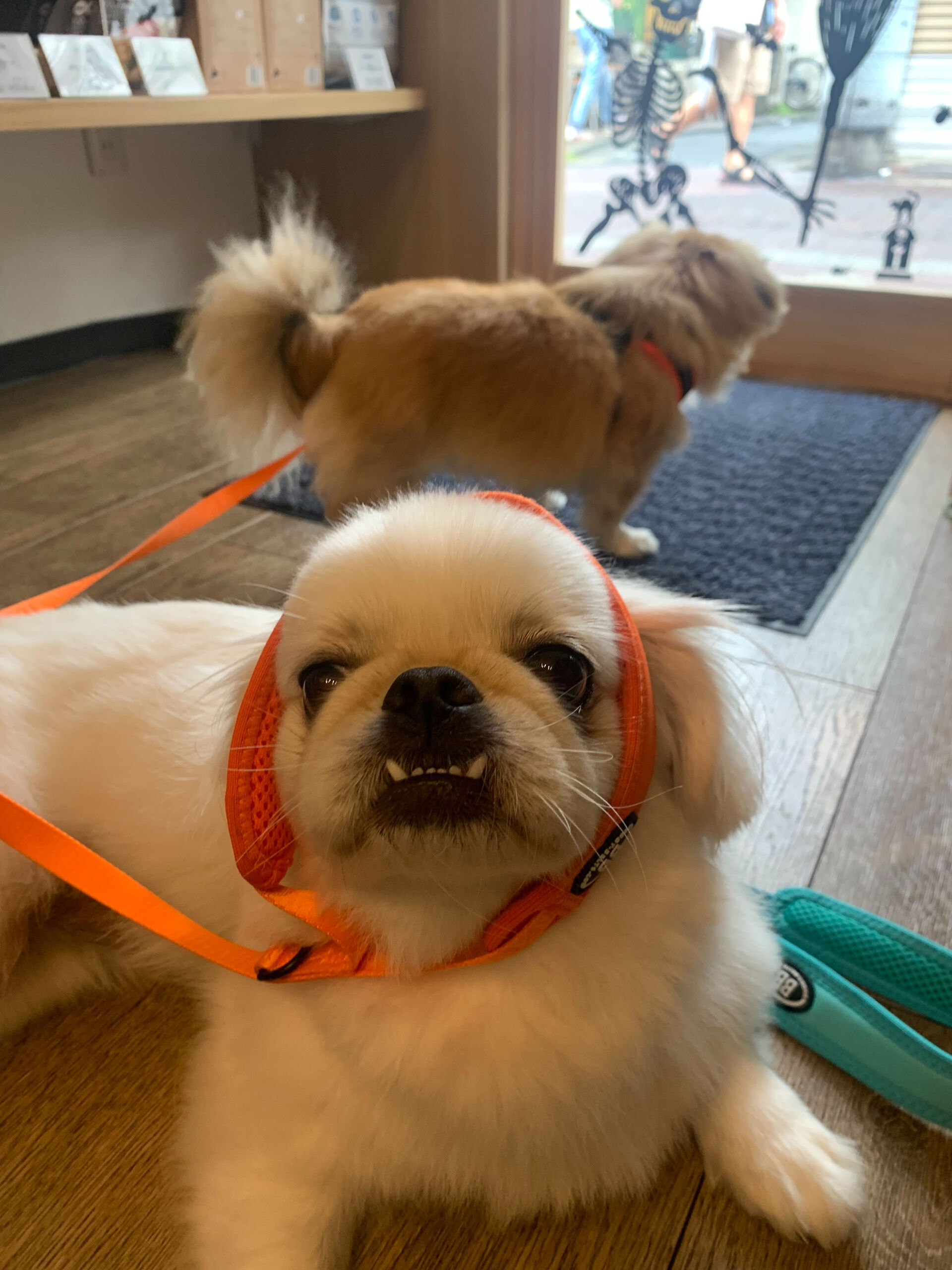 ハルくん、ナツくんご来店ありがとうございます😊