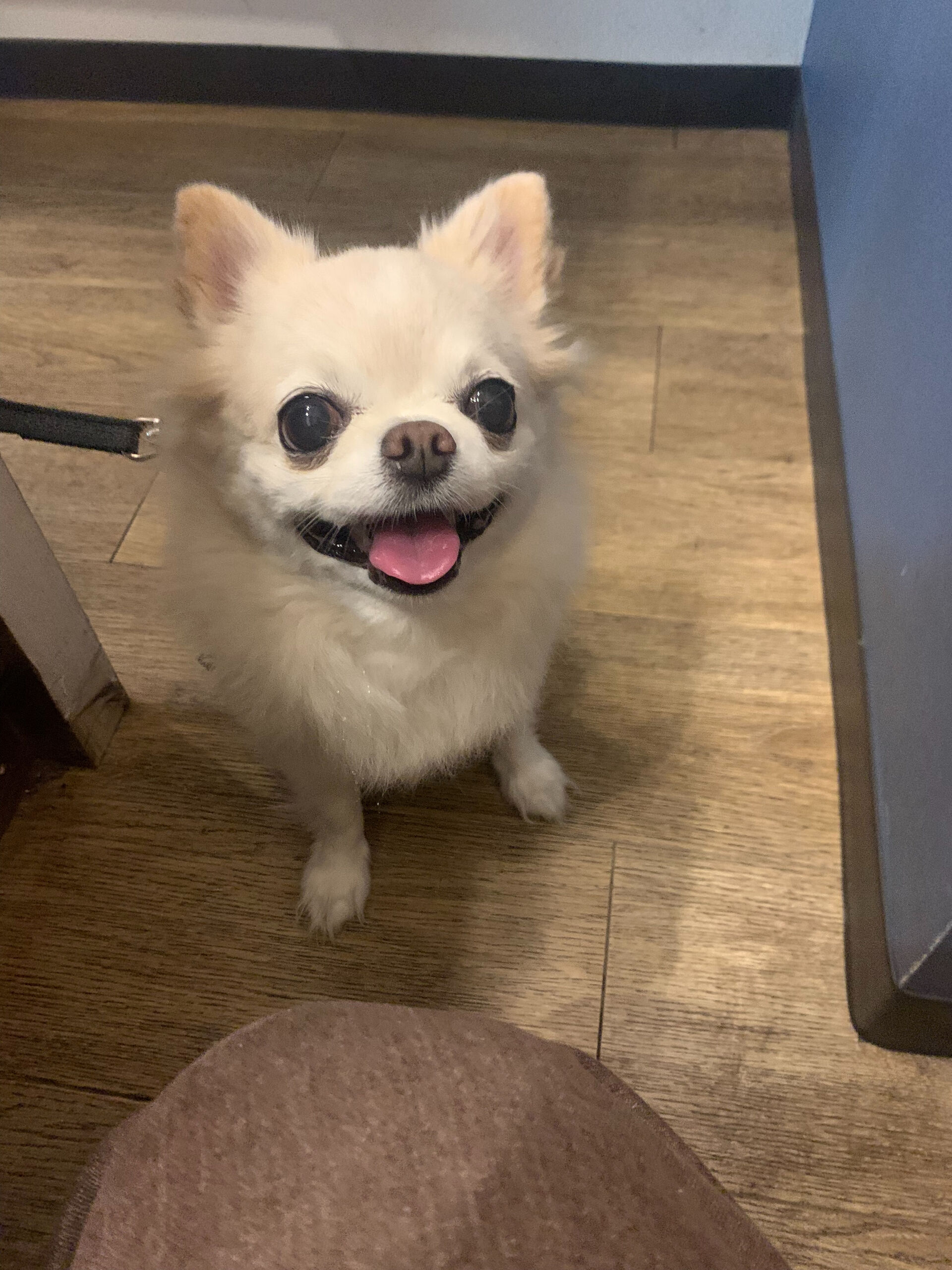 本日の大トリはルルちゃん✨