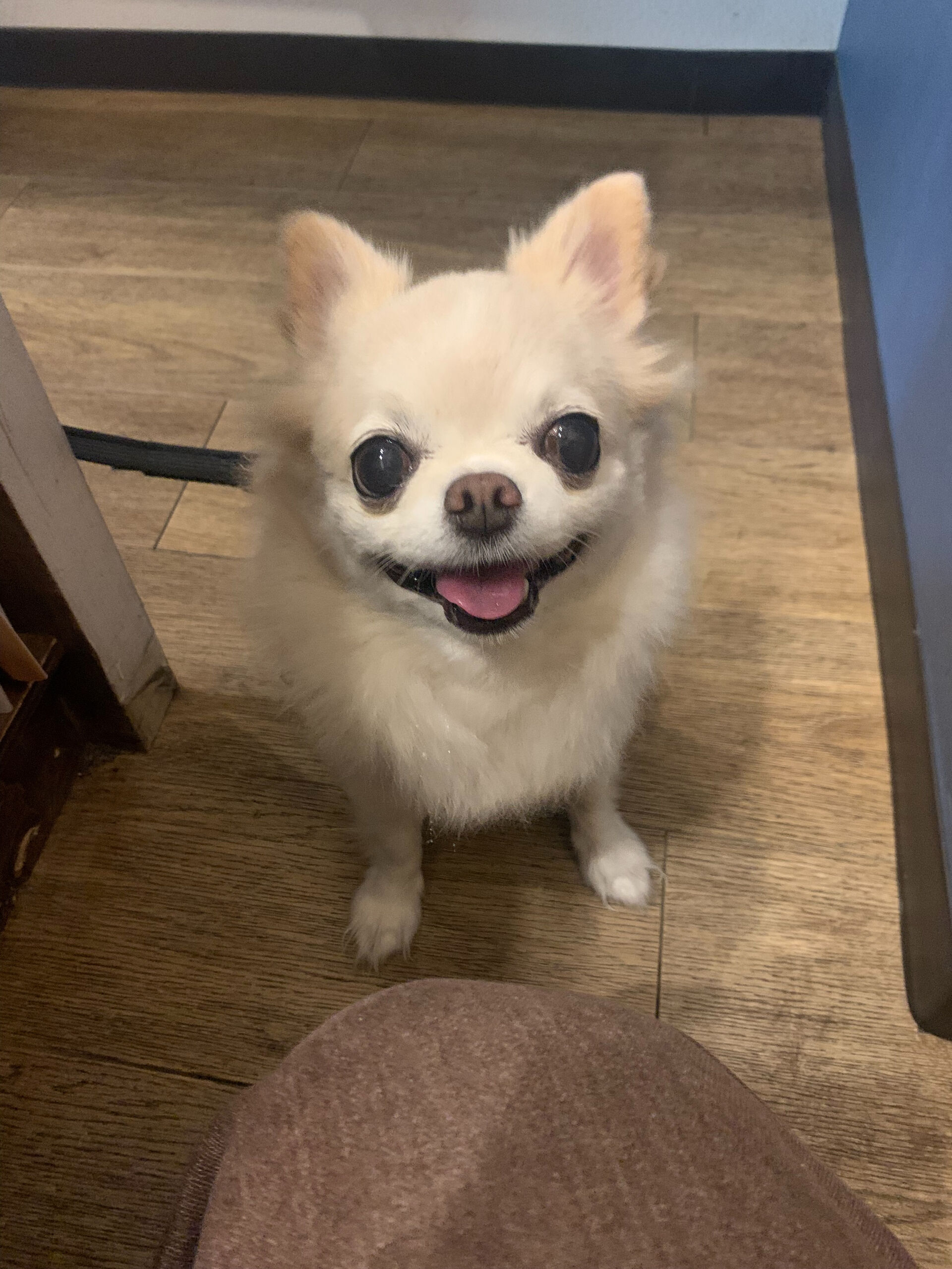 本日の大トリはルルちゃん✨