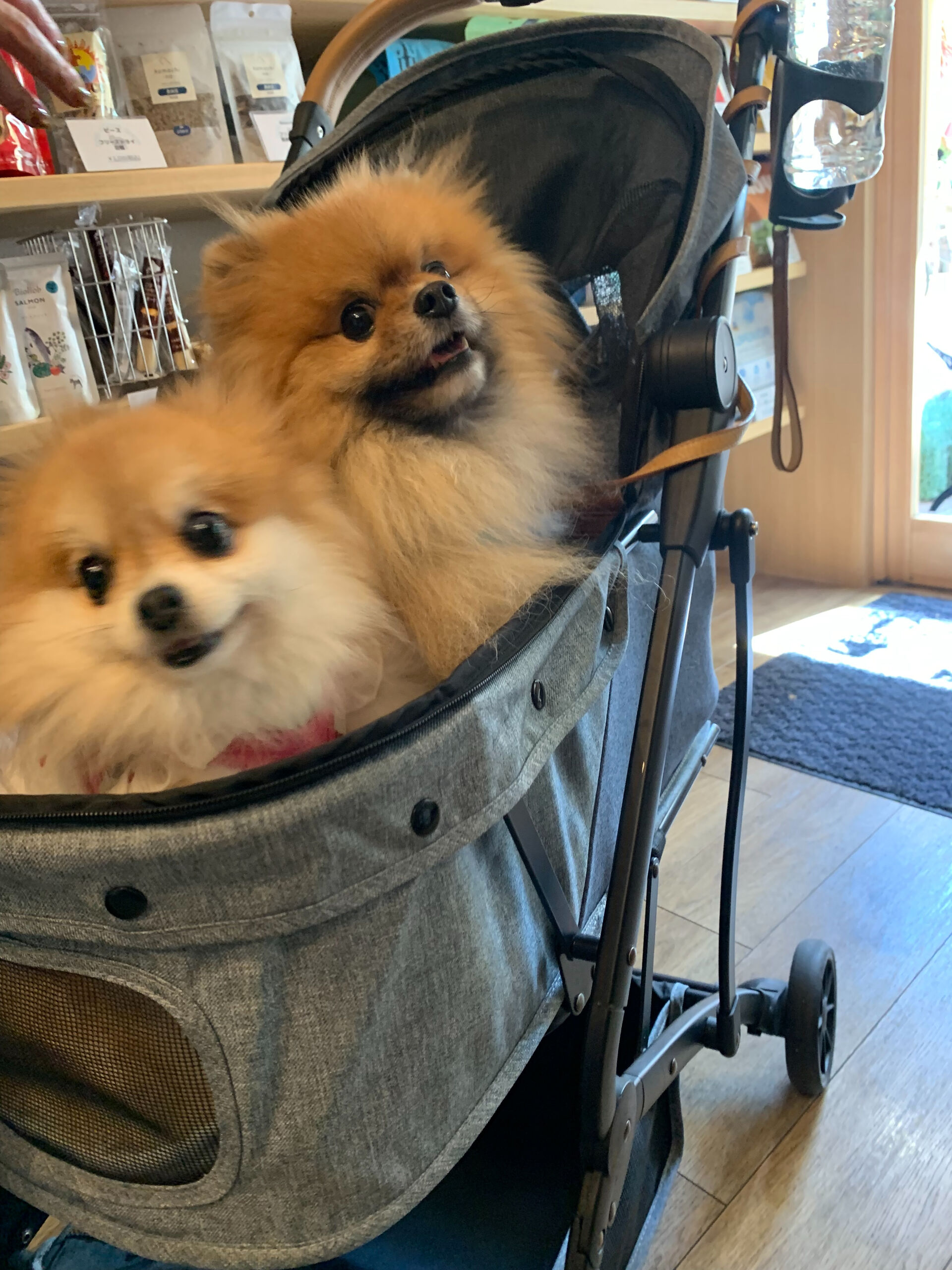 そらくん、ルナちゃんご来店ありがとうございます😊