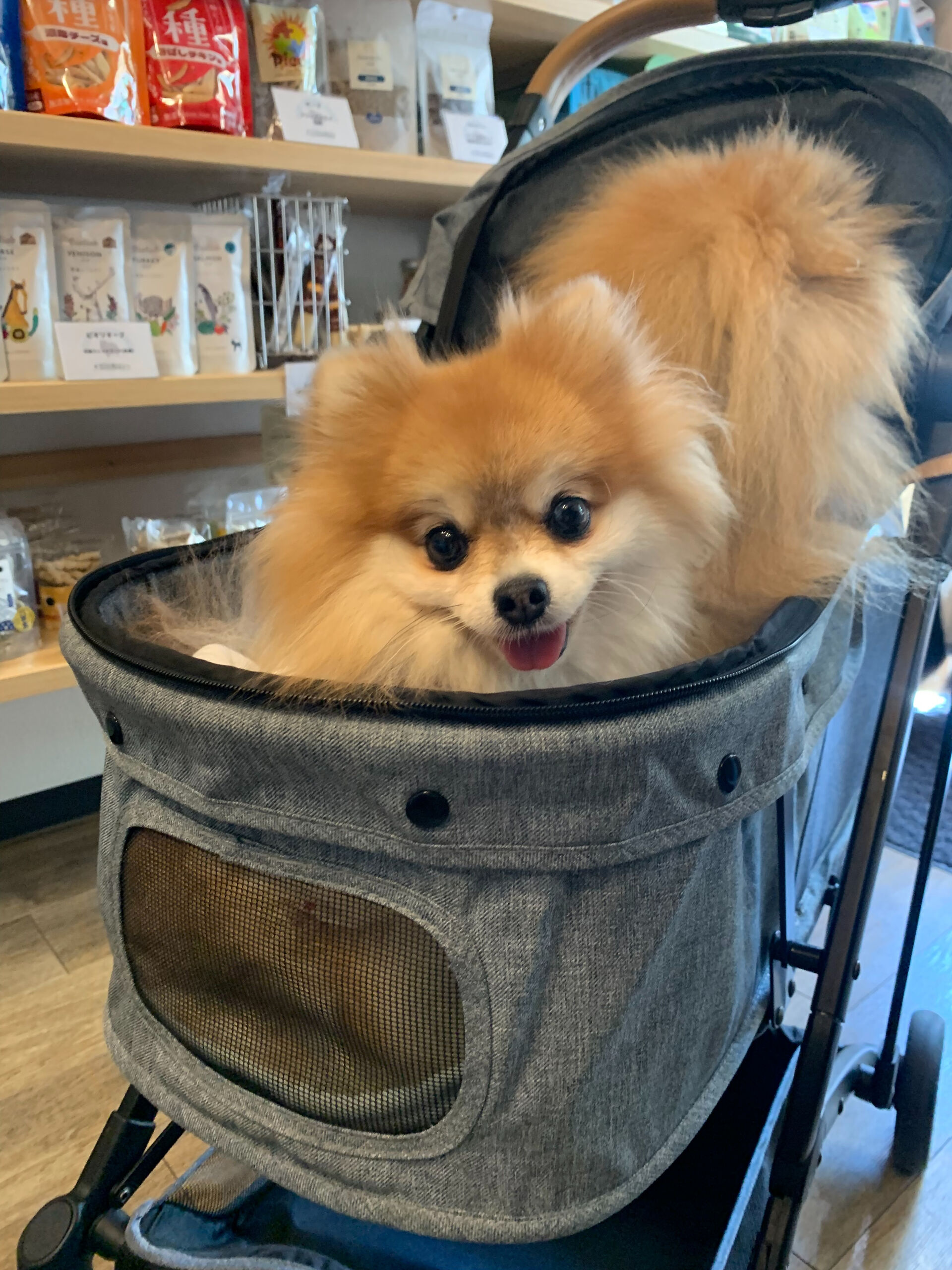 そらくん、ルナちゃんご来店ありがとうございます😊