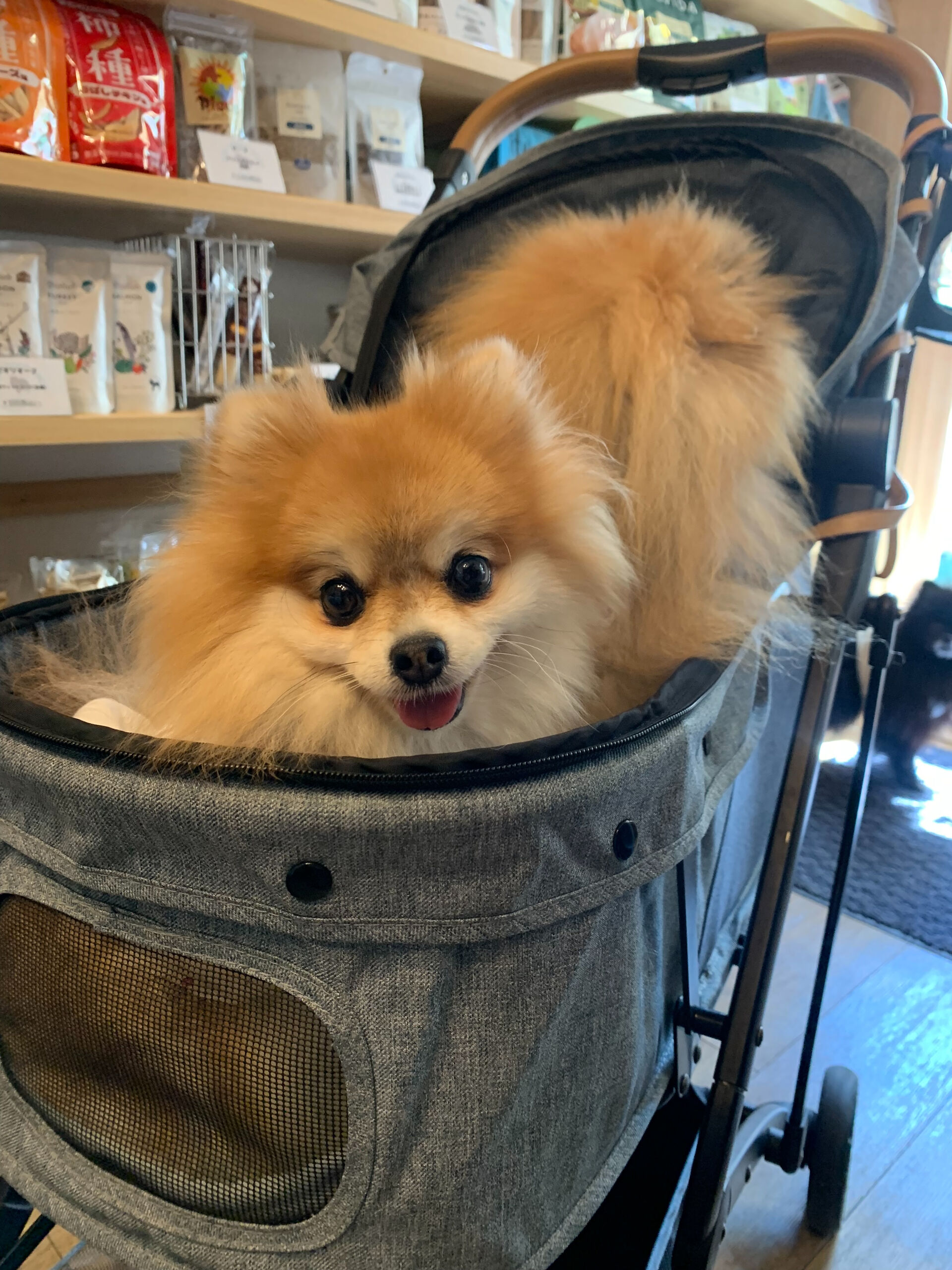 そらくん、ルナちゃんご来店ありがとうございます😊