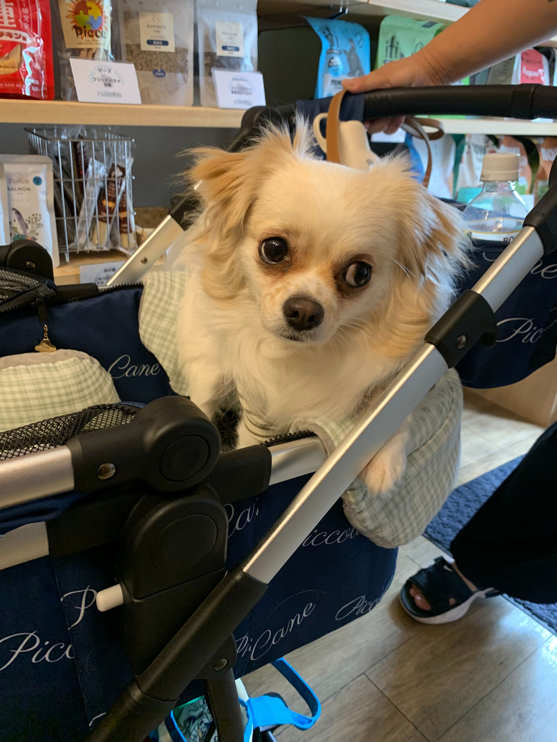 ロンくんご来店ありがとうございます😊