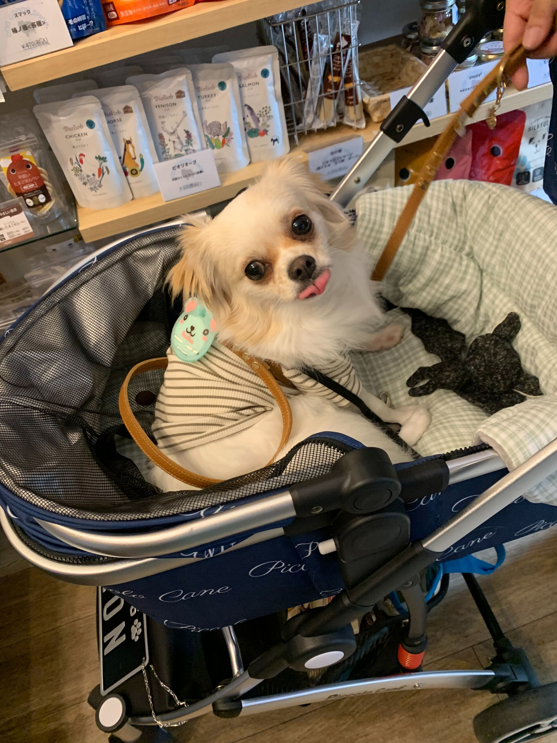 ロンくんご来店ありがとうございます😊