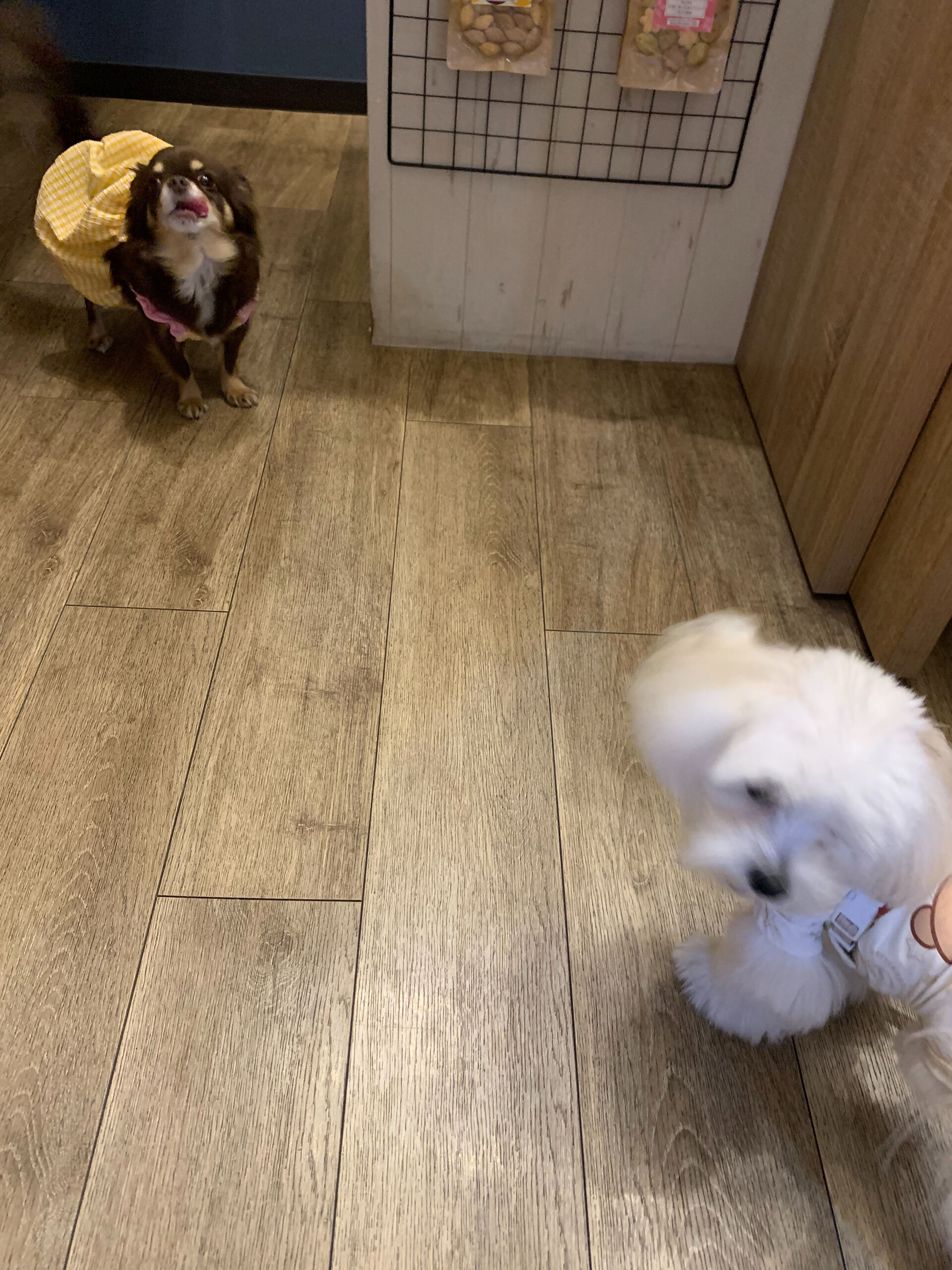 テンちゃんご来店ありがとうございます😊