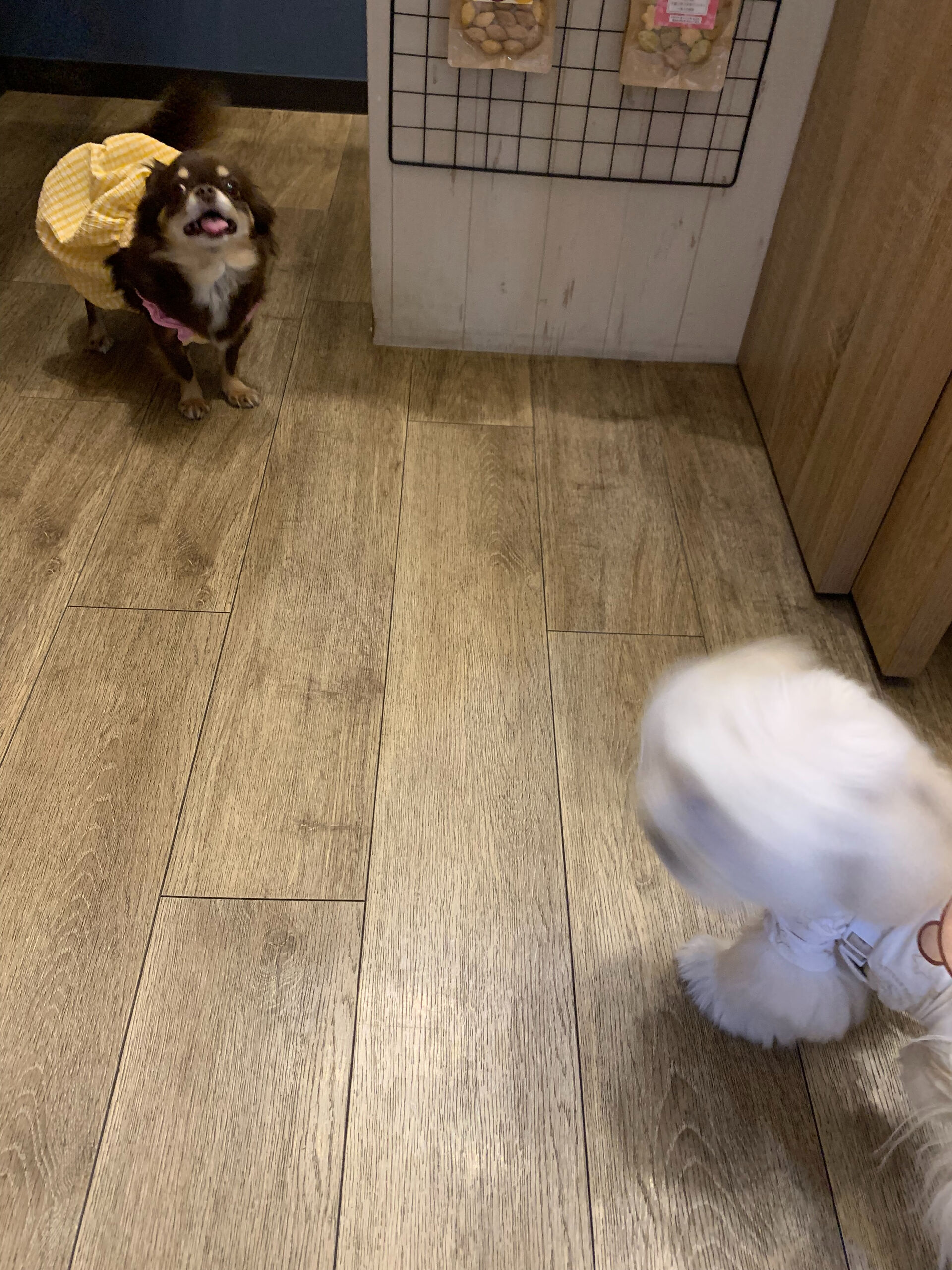 テンちゃんご来店ありがとうございます😊