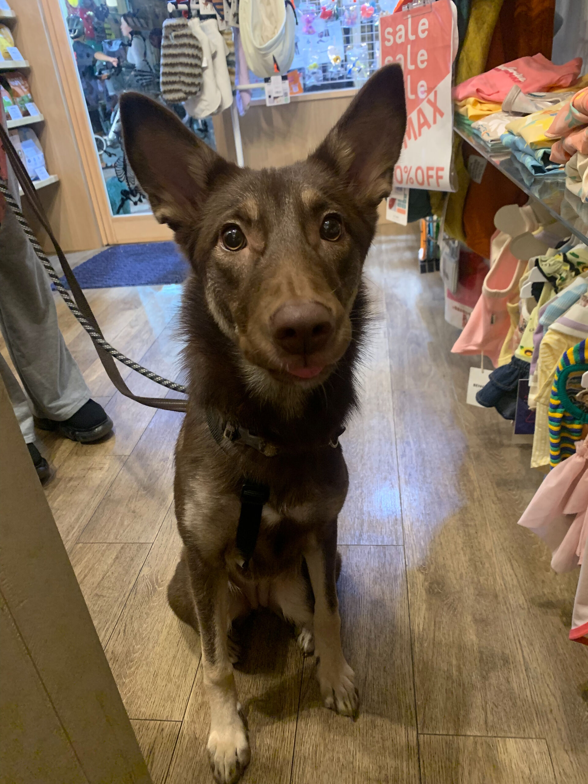 ミソちゃんご来店ありがとうございます😊