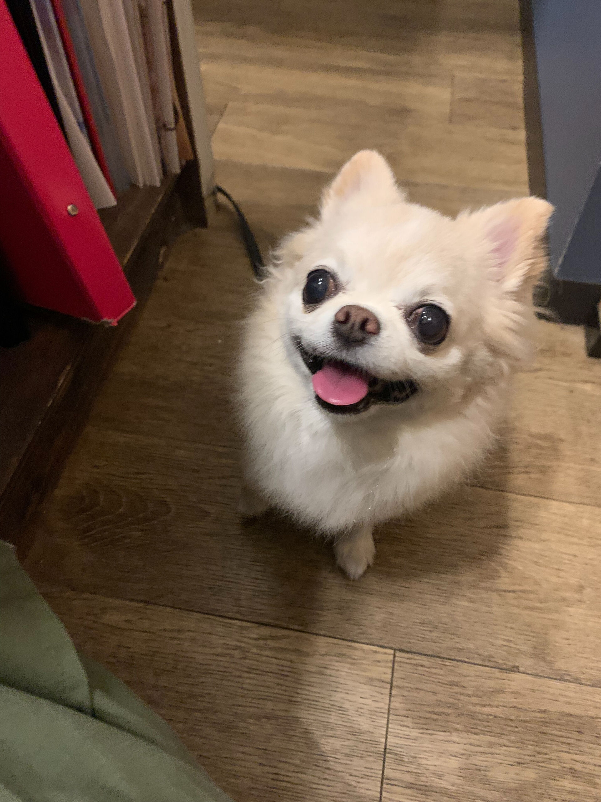 ルルちゃんご来店ありがとうございます😊
