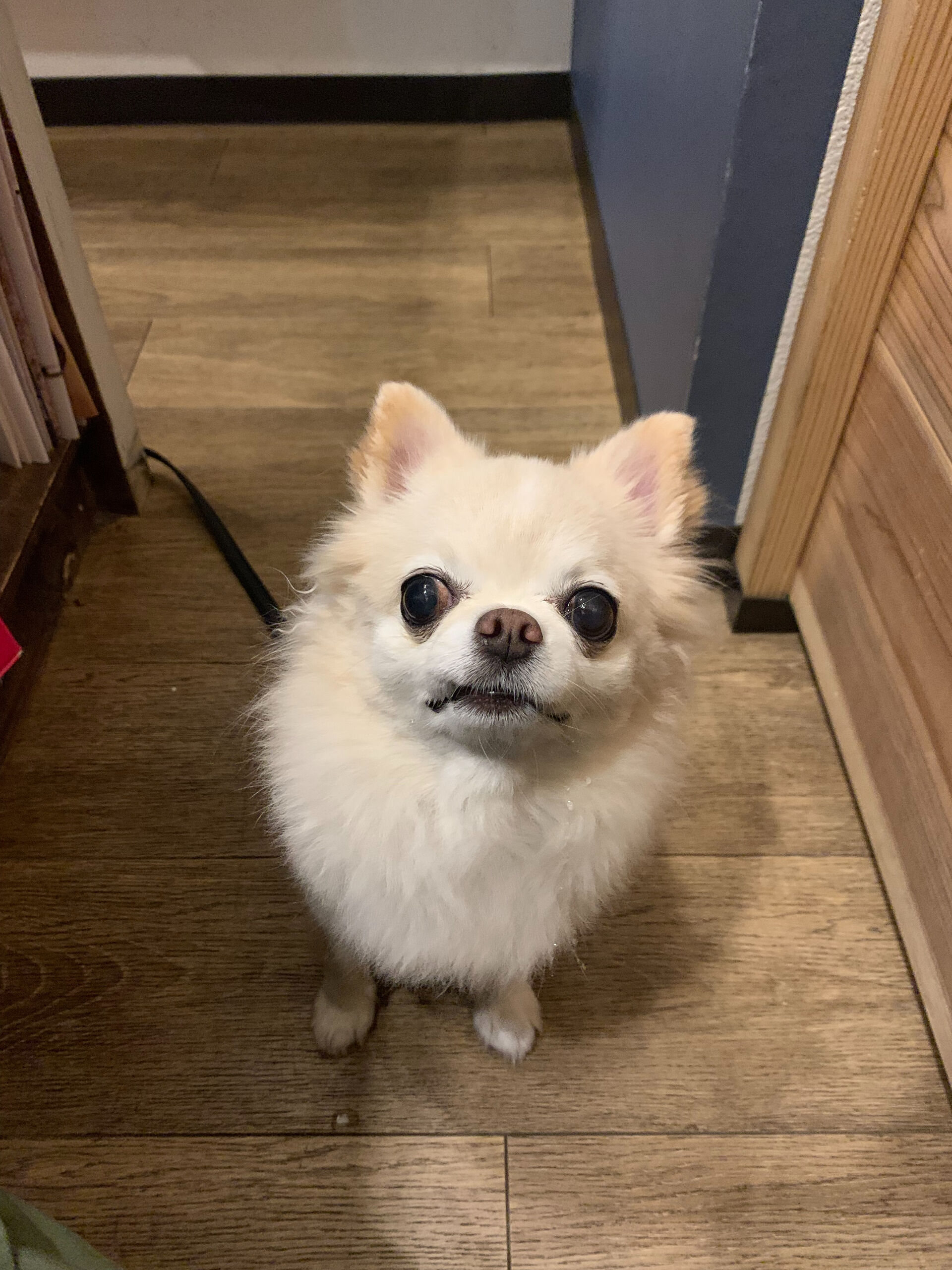 ルルちゃんご来店ありがとうございます😊