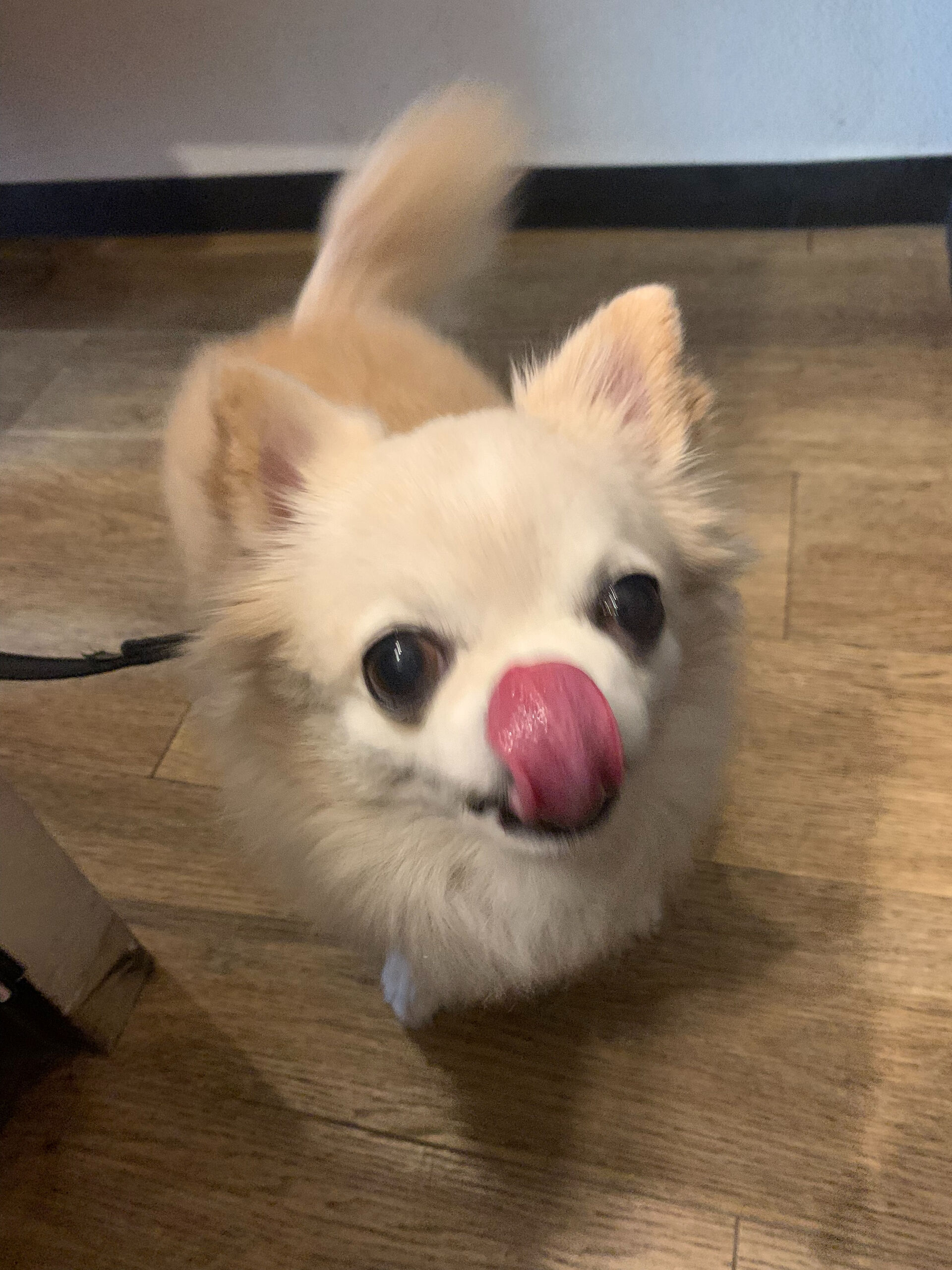 ルルちゃんご来店ありがとうございます😊