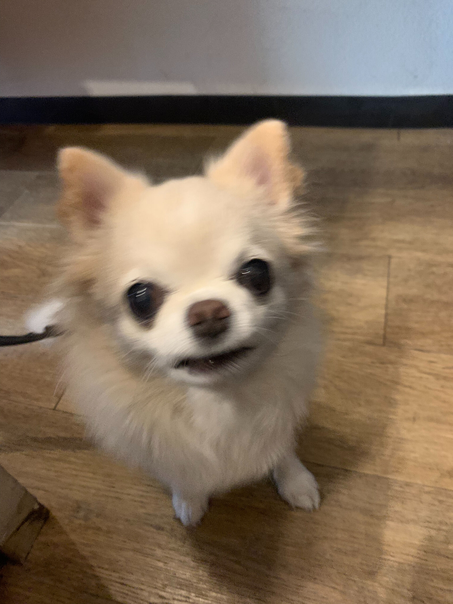 ルルちゃんご来店ありがとうございます😊
