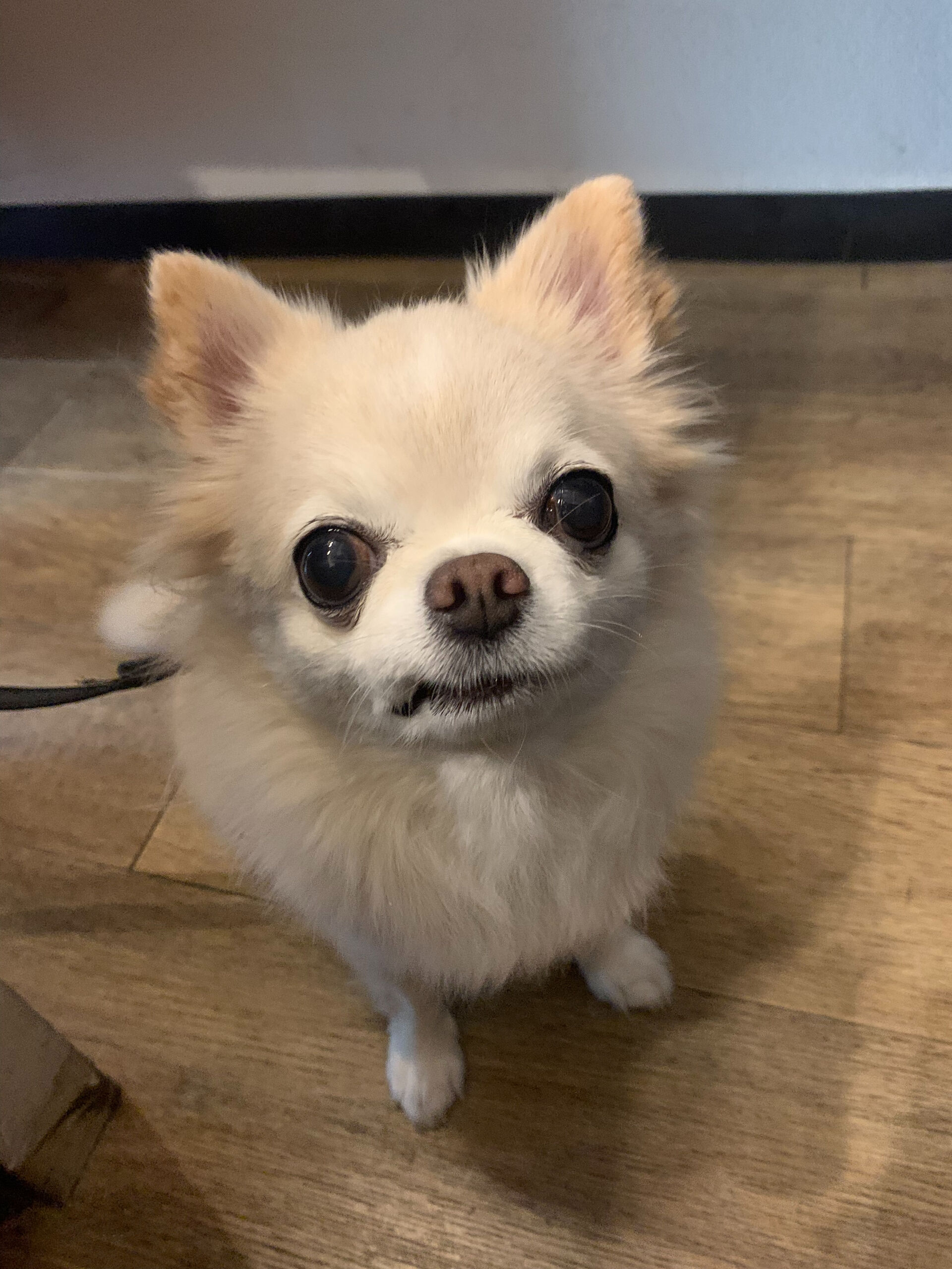 ルルちゃんご来店ありがとうございます😊