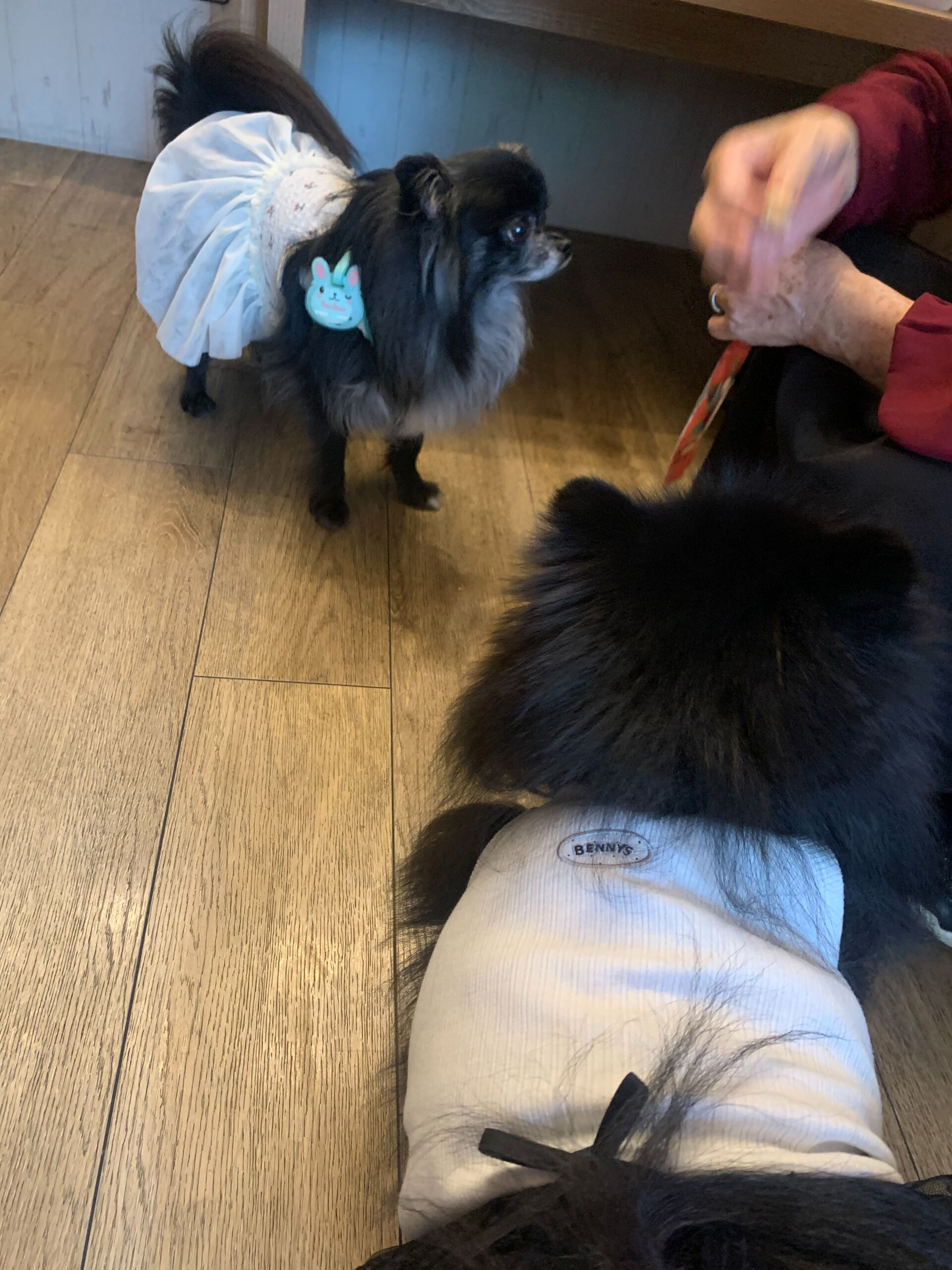 ラナちゃんご来店ありがとうございます😊