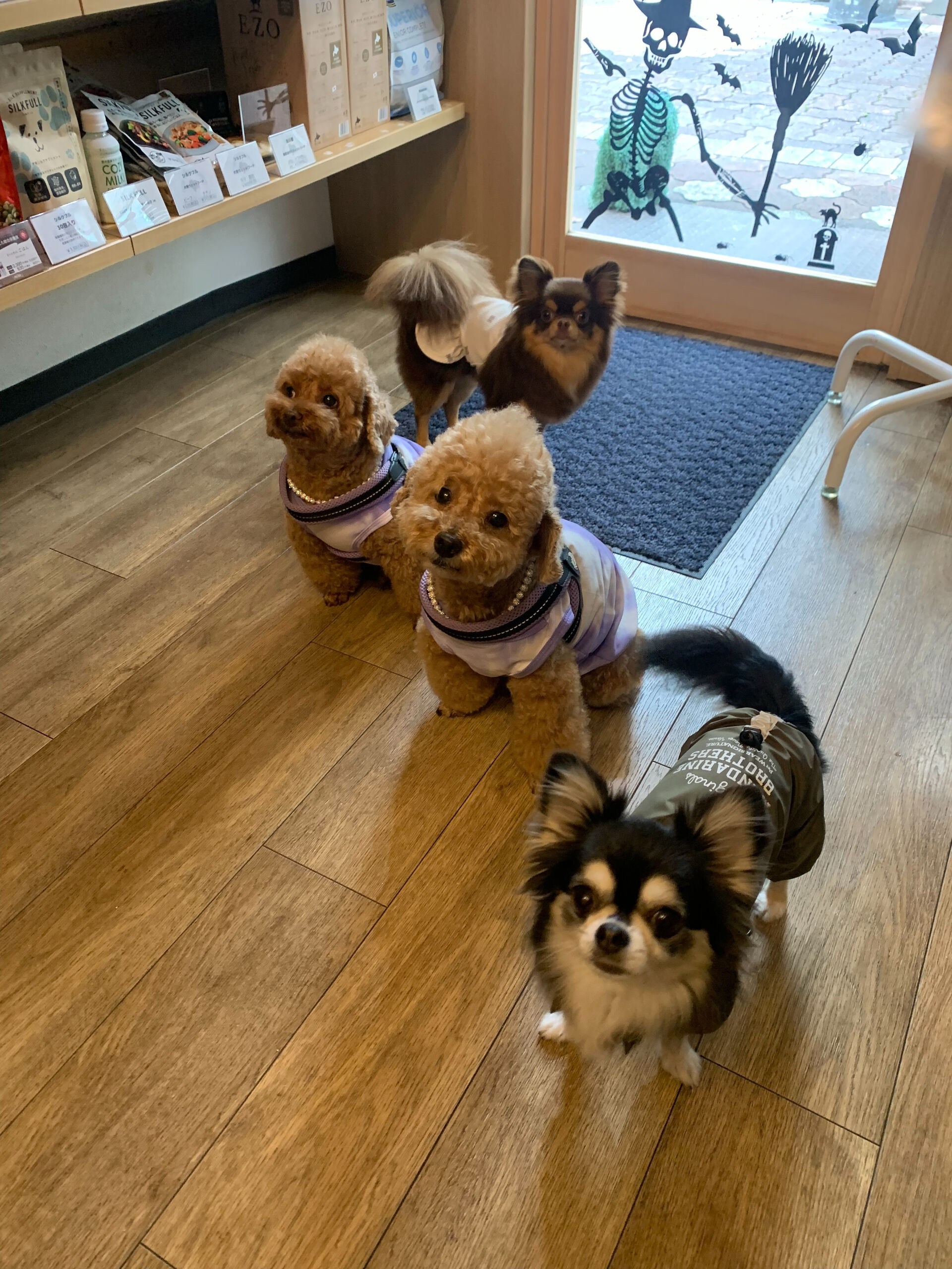 ティアくん、レオくん、こはるちゃん、くるみちゃんご来店ありが