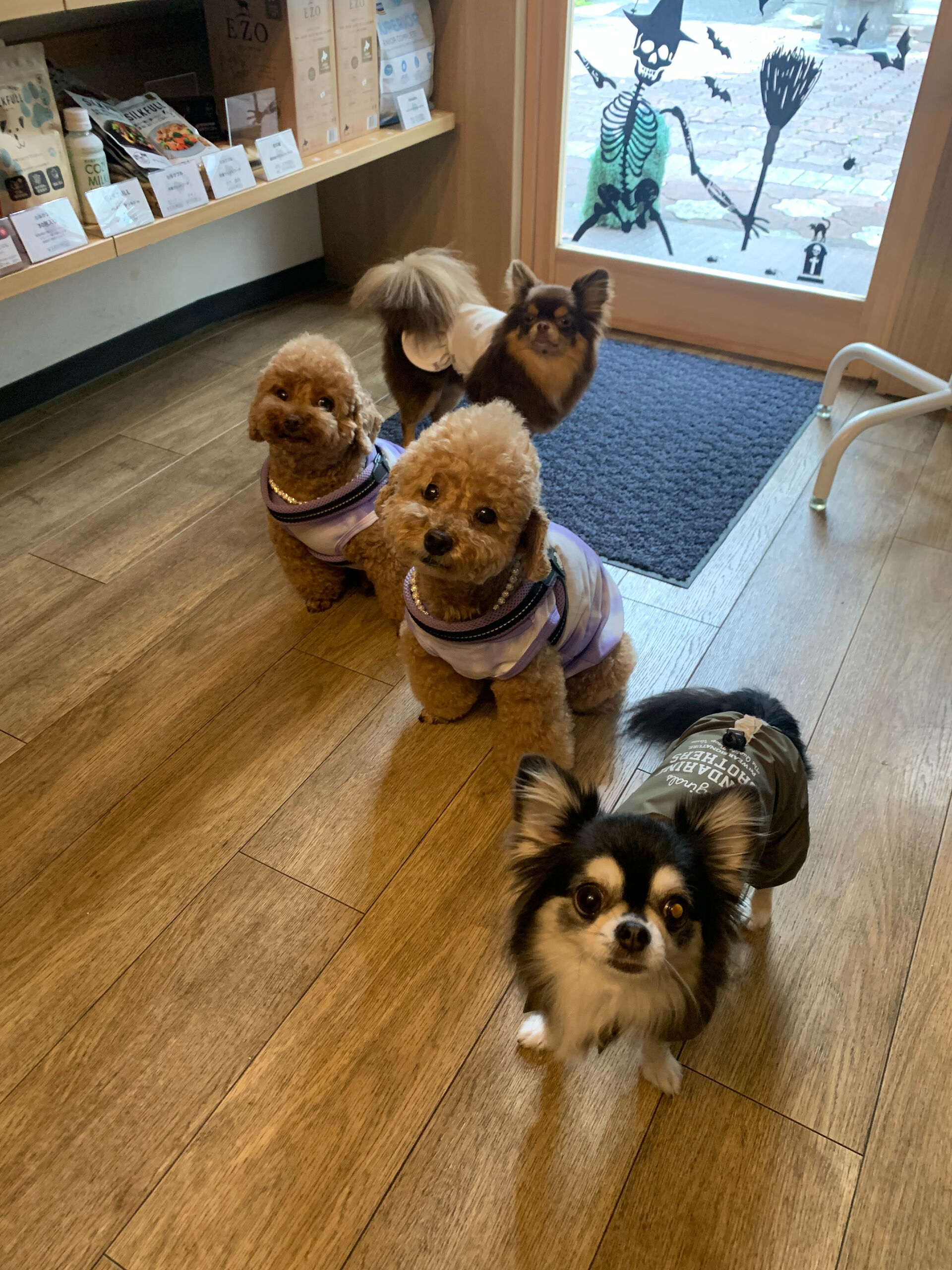 ティアくん、レオくん、こはるちゃん、くるみちゃんご来店ありが